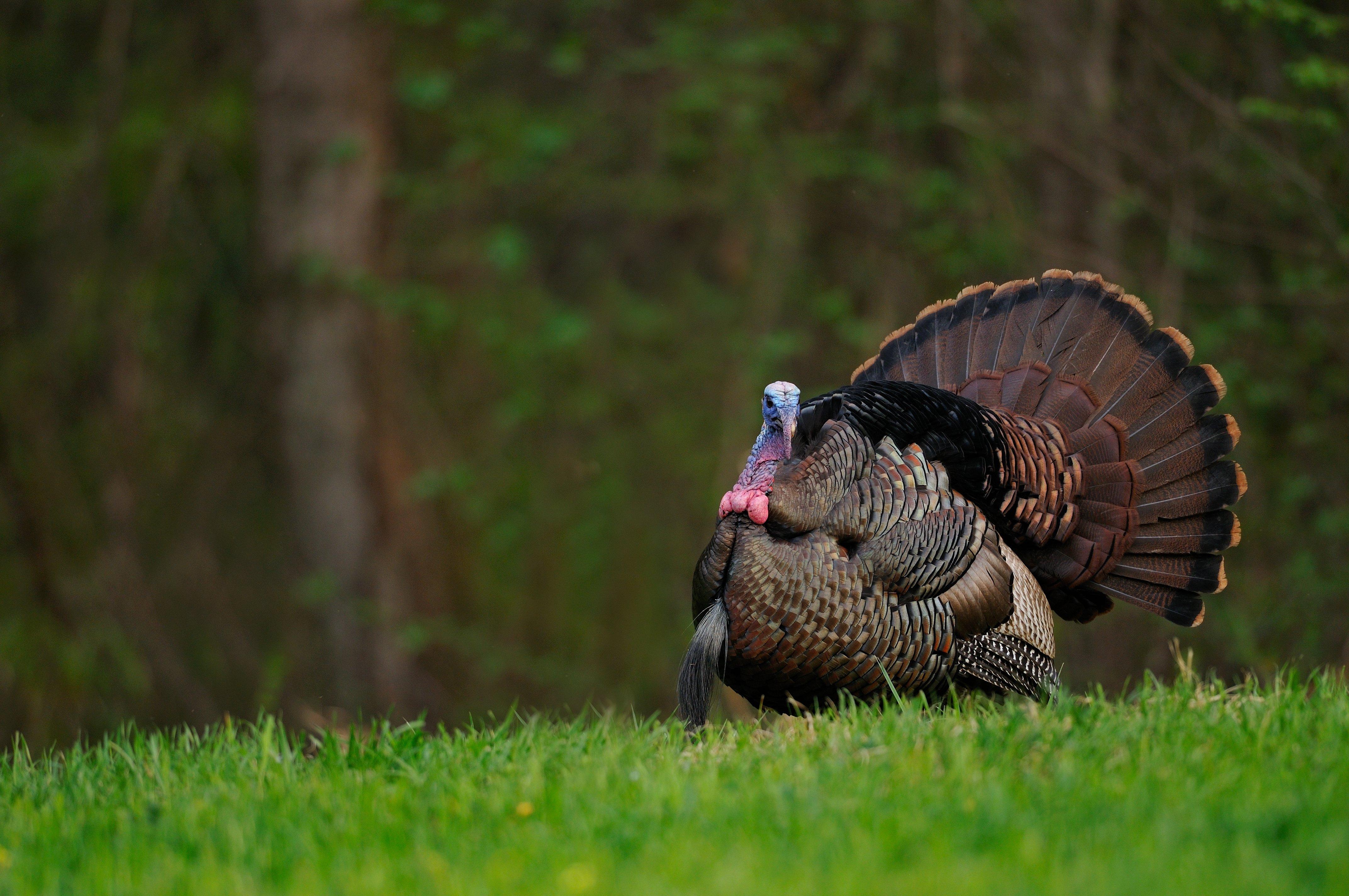 Turkey Hunting in Tennessee (c) Tes Randle Jolly photo