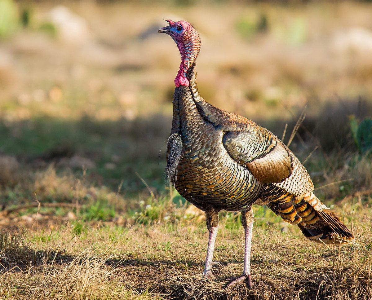 Turkey Hunting in Texas ©GizmoPhoto-Shutterstock