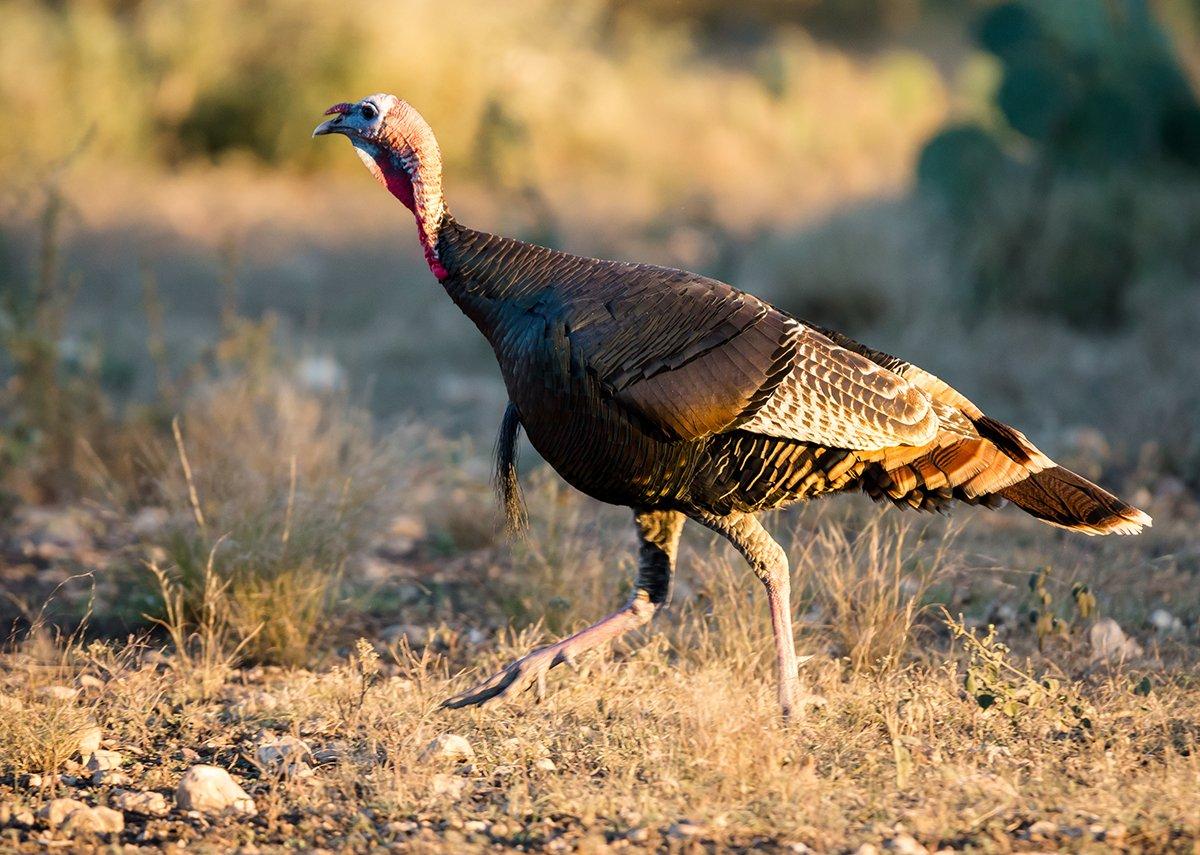 Turkey Hunting in Utah ©GizmoPhoto-Shutterstock