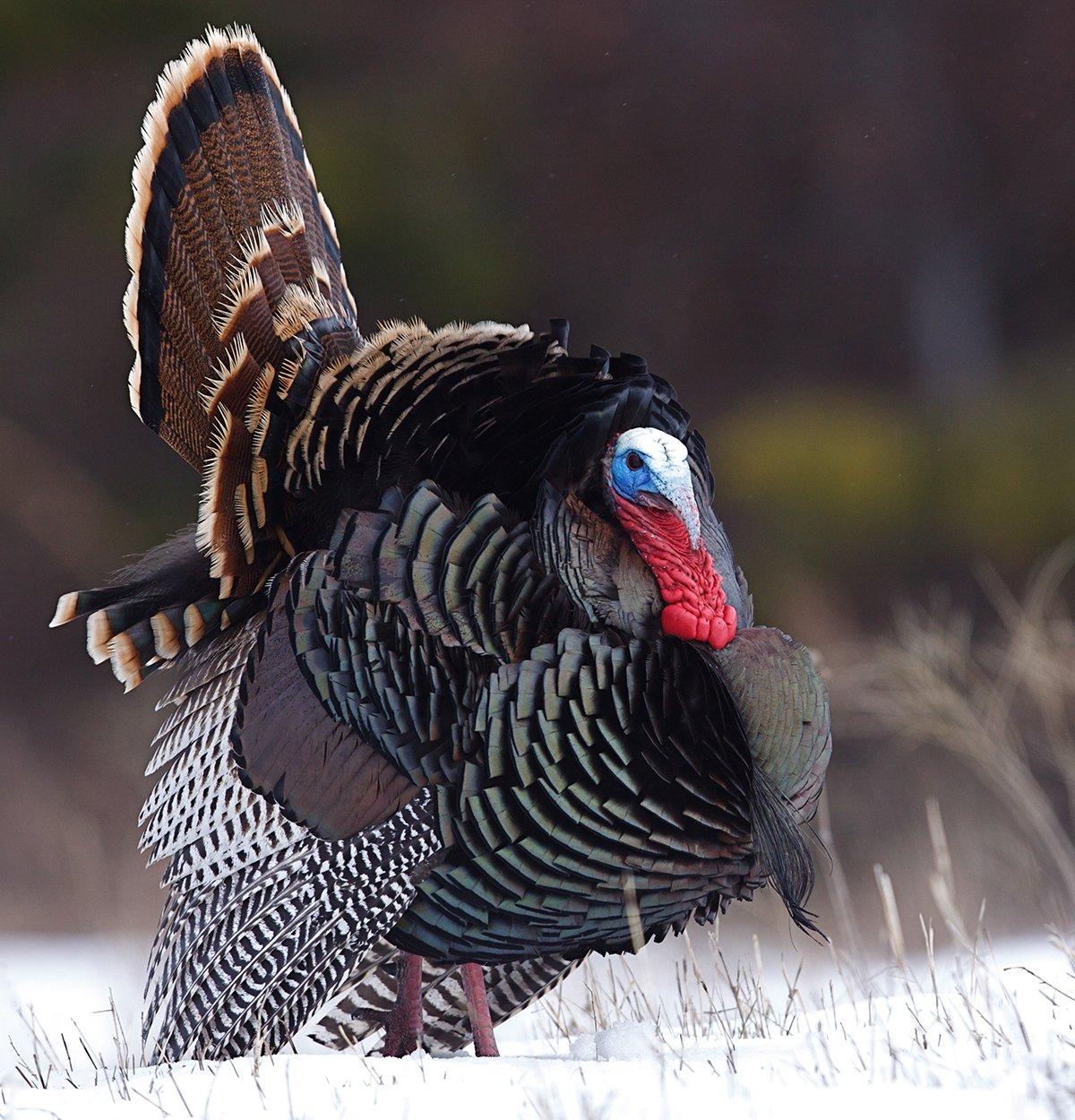Turkey hunting in Washington. Image by Tom Reichner / Shutterstock