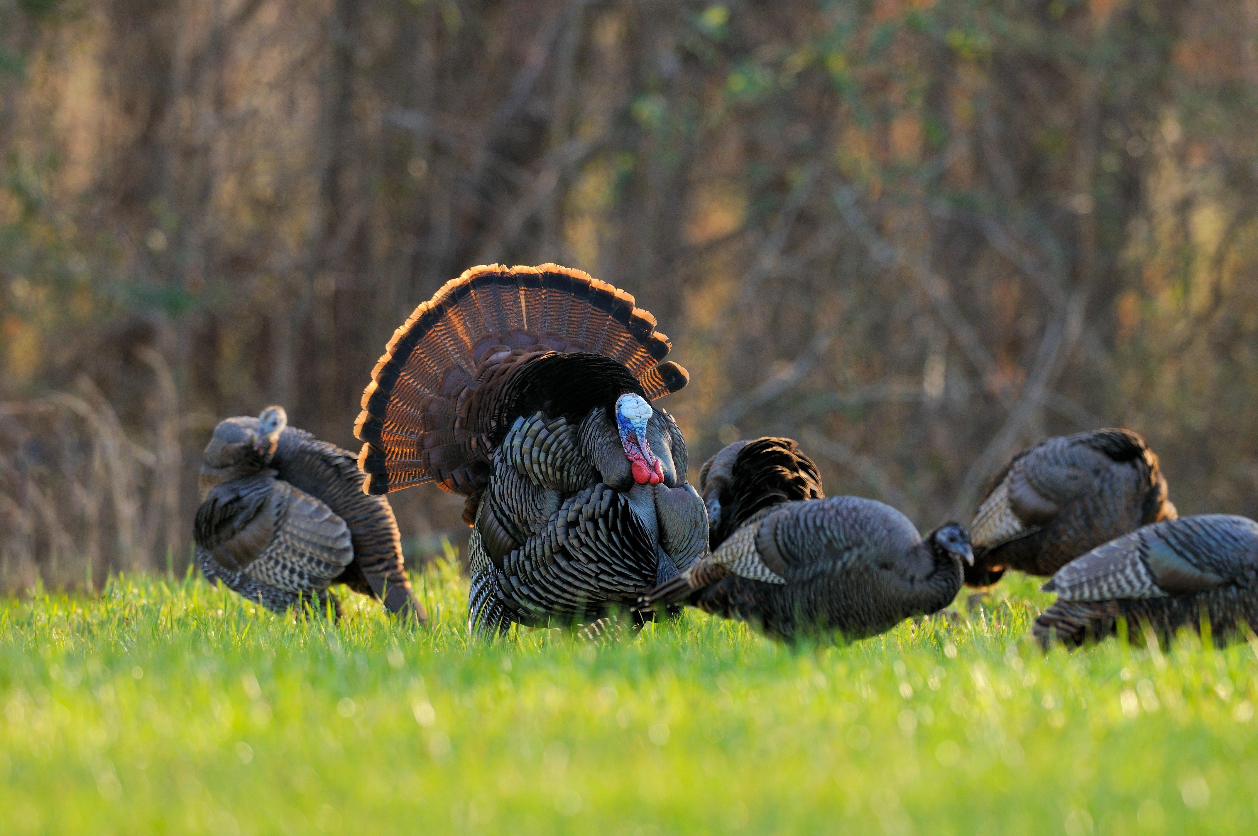 Turkey Hunting in Wisconsin (c) Tes Randle Jolly photo
