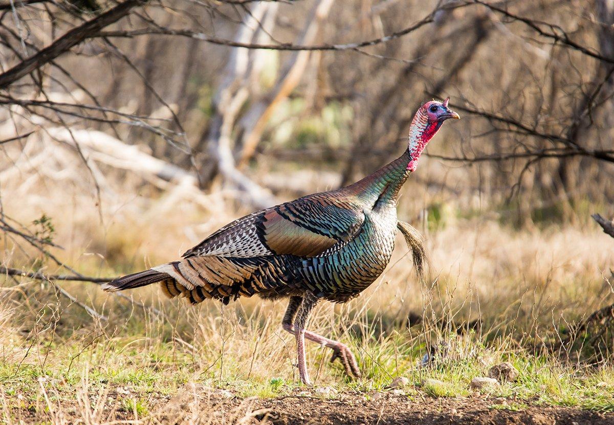 Turkey Hunting in California Realtree Camo