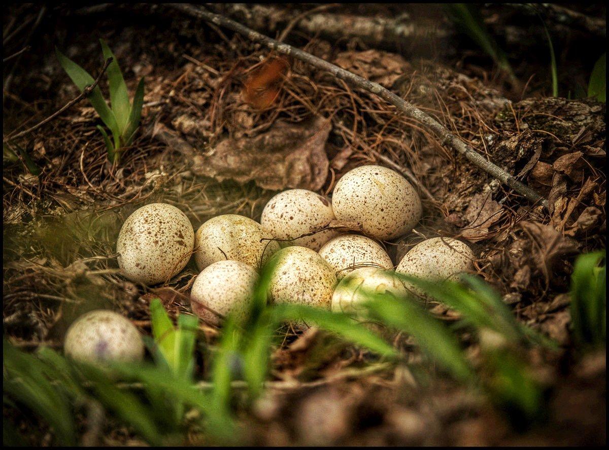Turkey nests face an uphill battle starting the minute the eggs are laid. Photo by Bill Konway