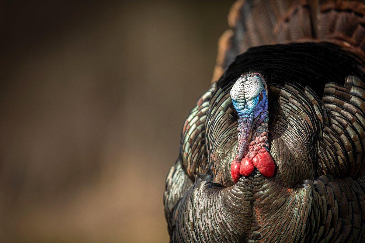 Wild turkey conservation is in the news. Read on. Image by Kerry B. Wix