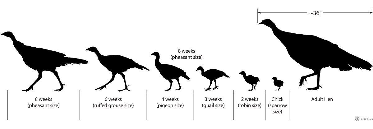 This chart is a solid reference for aging turkey poults. (Courtesy of the New Hampshire Fish & Game Dept.)