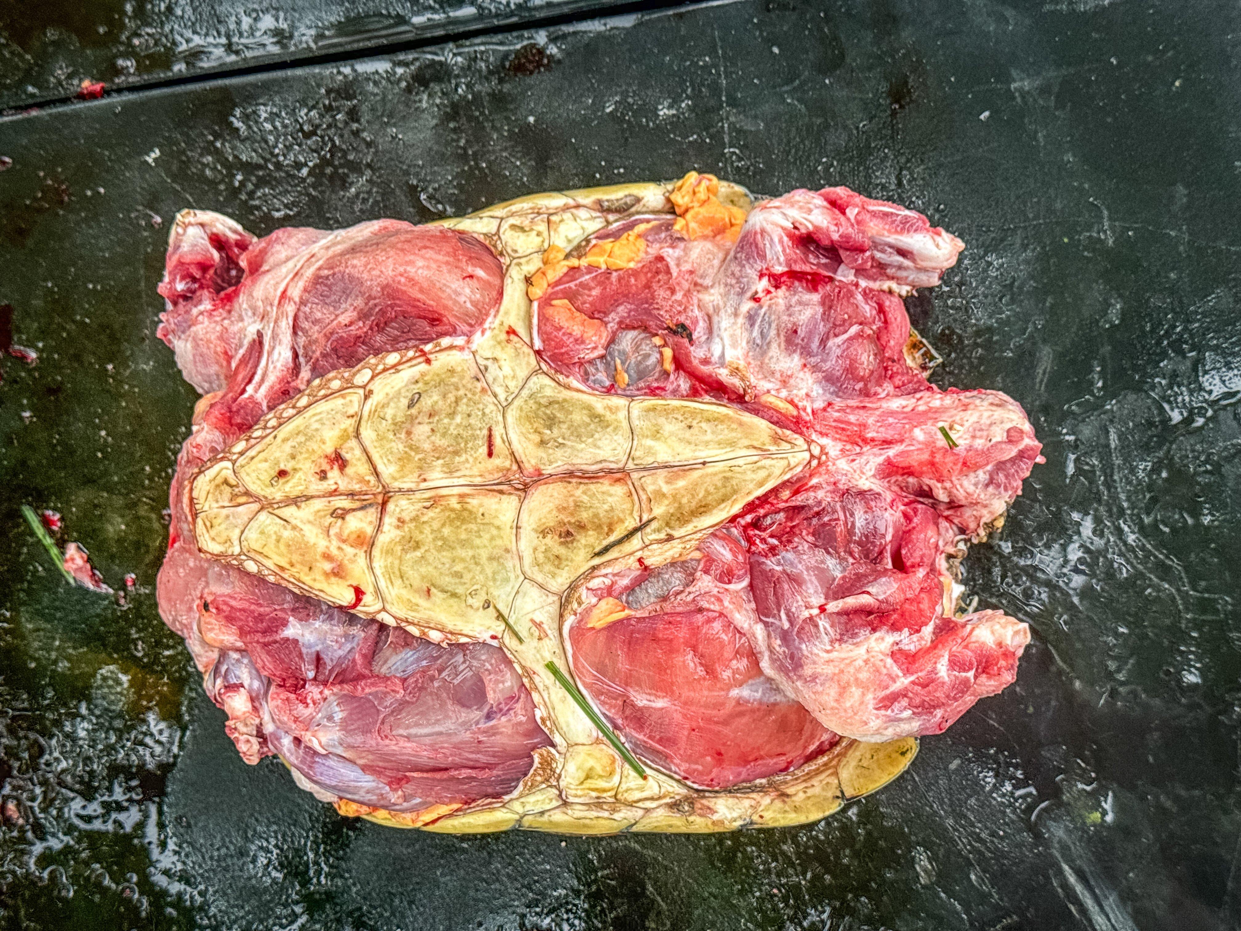 Image: turtle_skinning_air_10