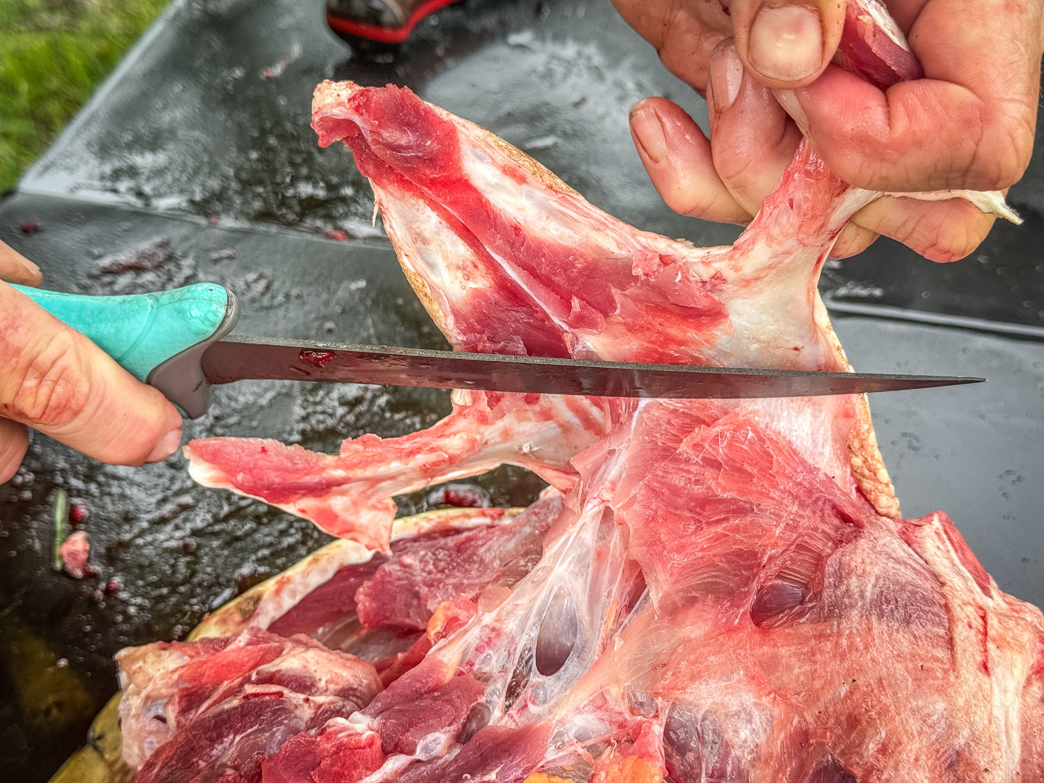 Image: turtle_skinning_air_11