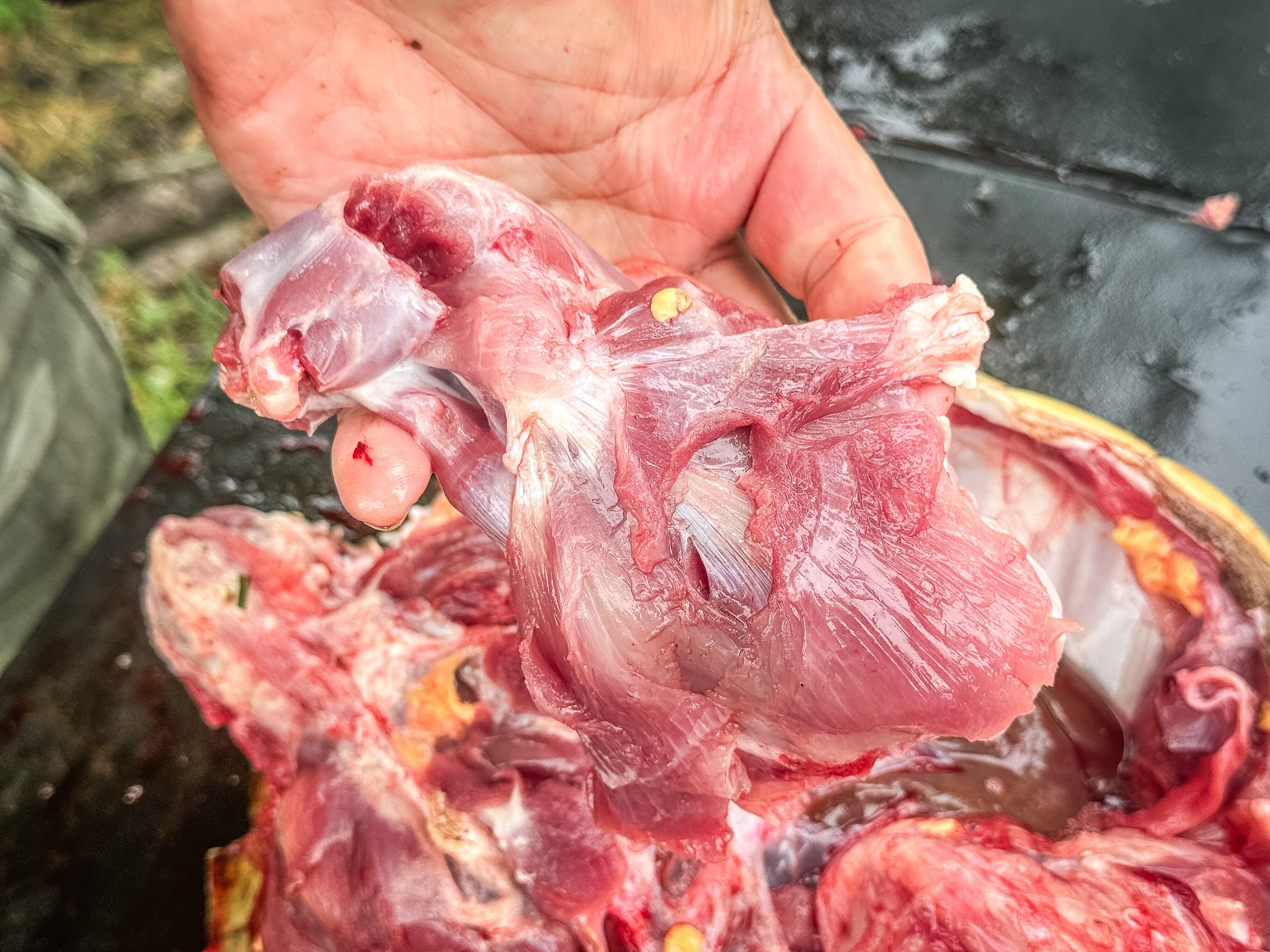 Image: turtle_skinning_air_12
