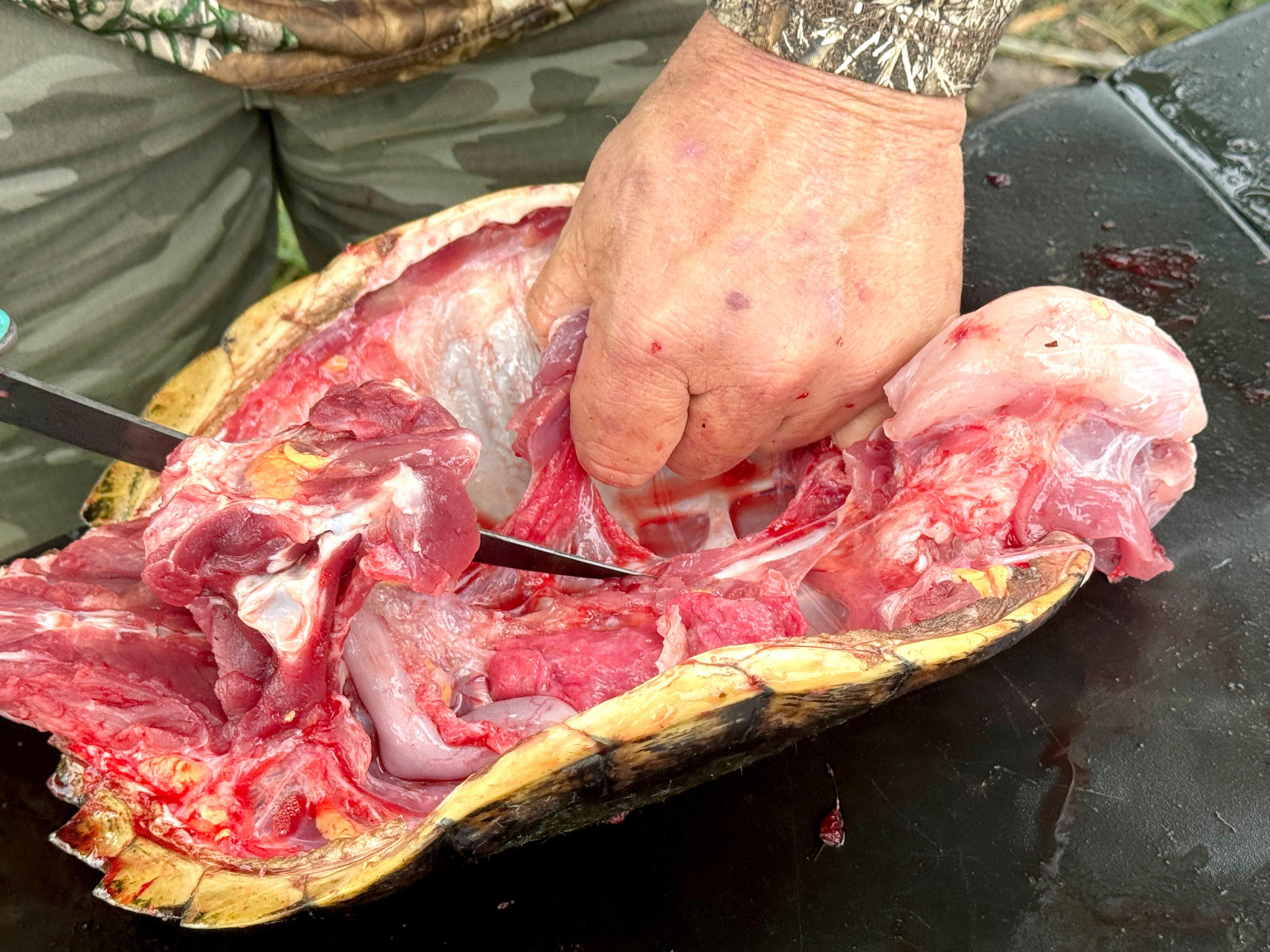 Image: turtle_skinning_air_15