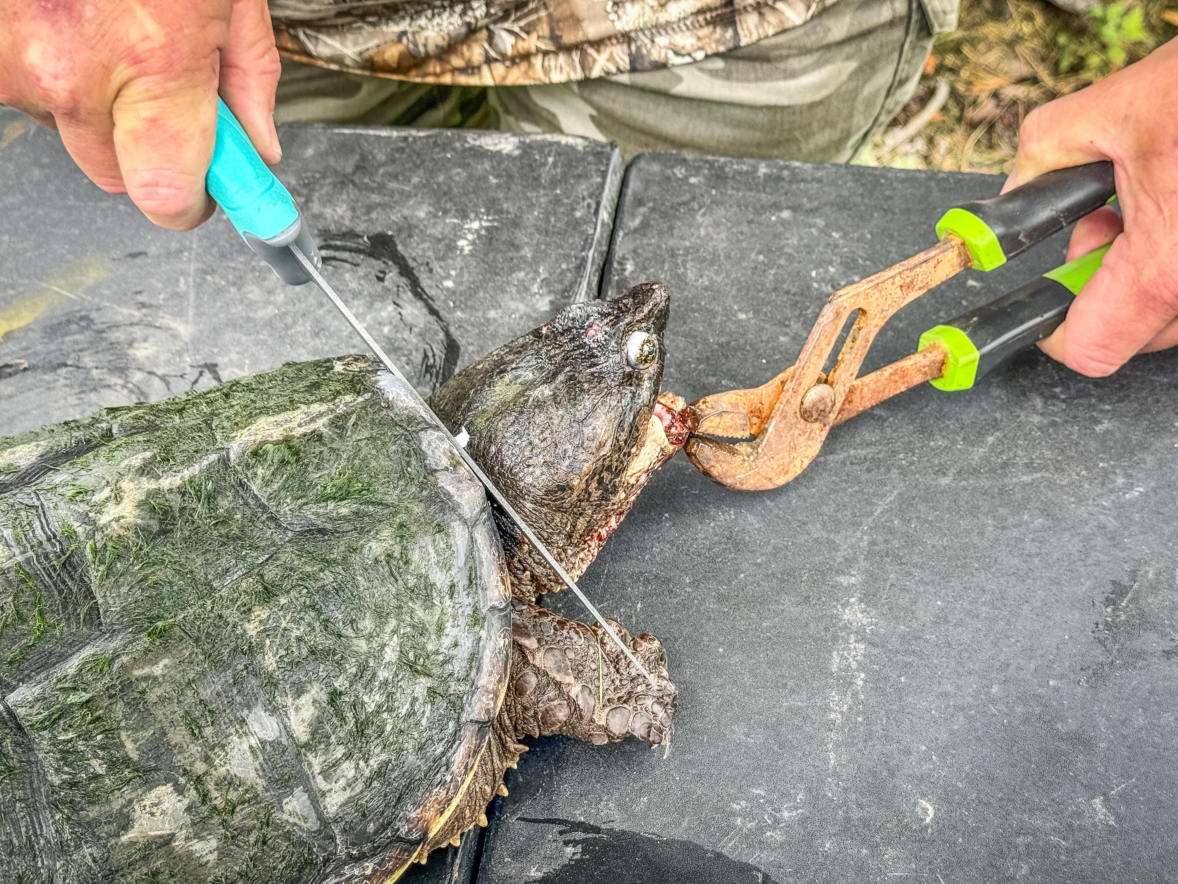 Image: turtle_skinning_air_2
