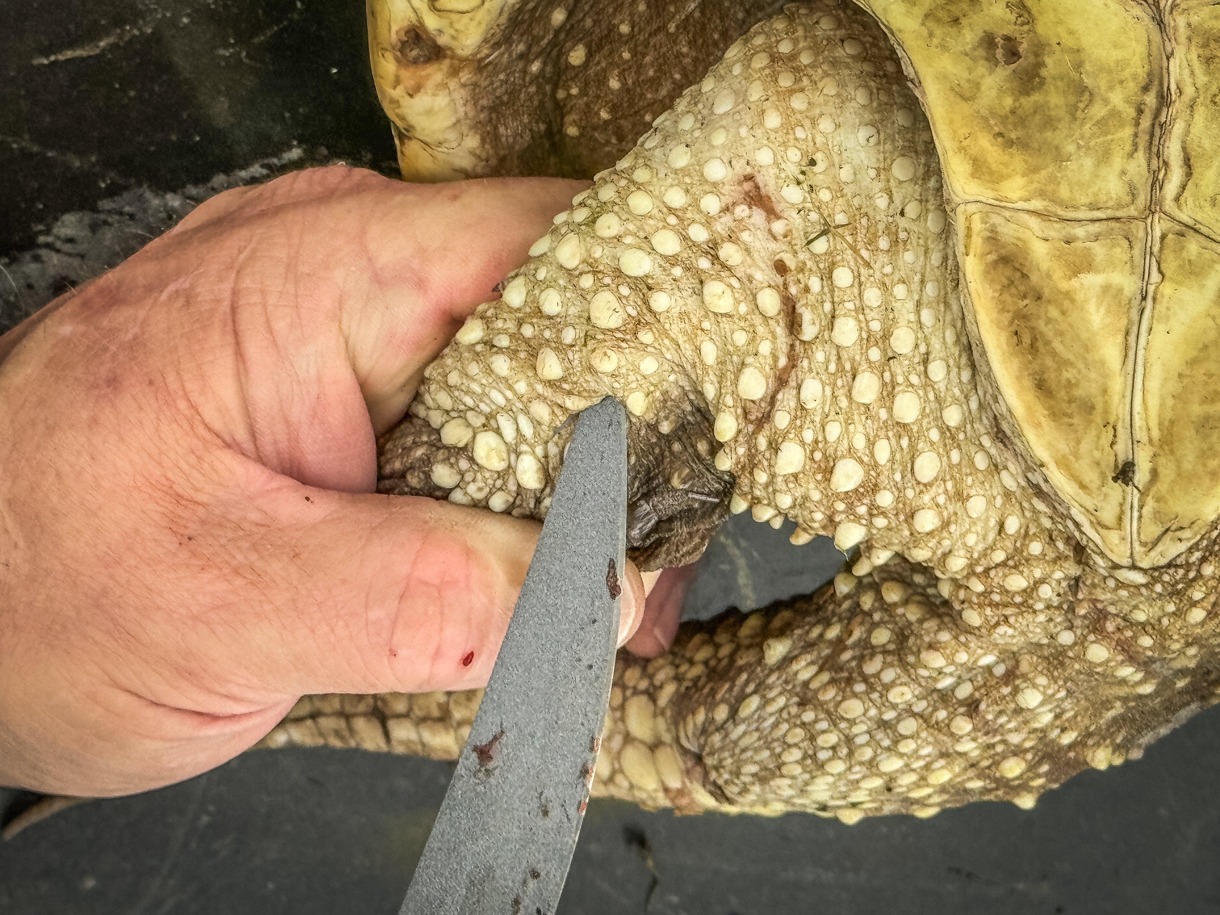 Image: turtle_skinning_air_3