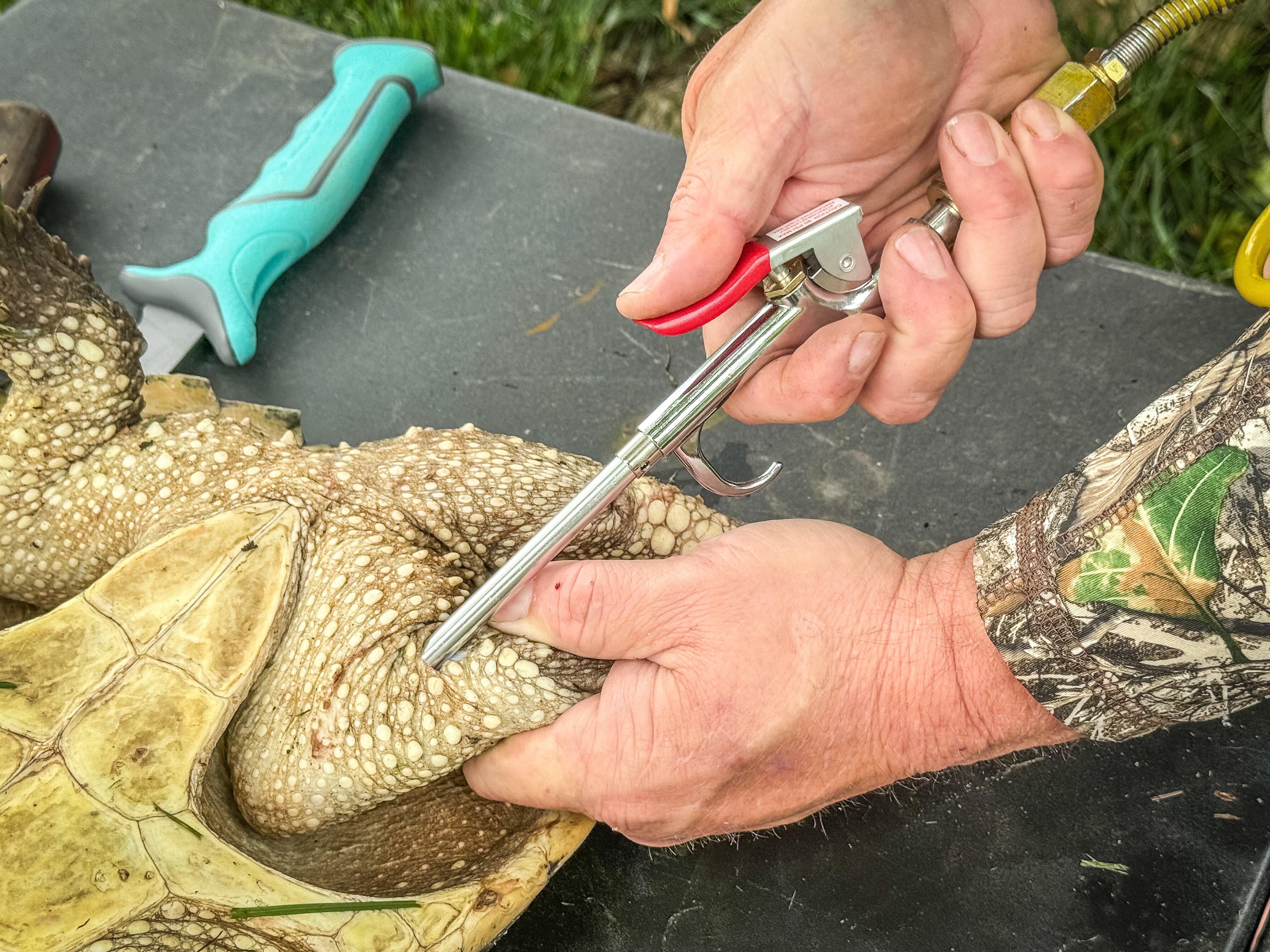Image: turtle_skinning_air_4