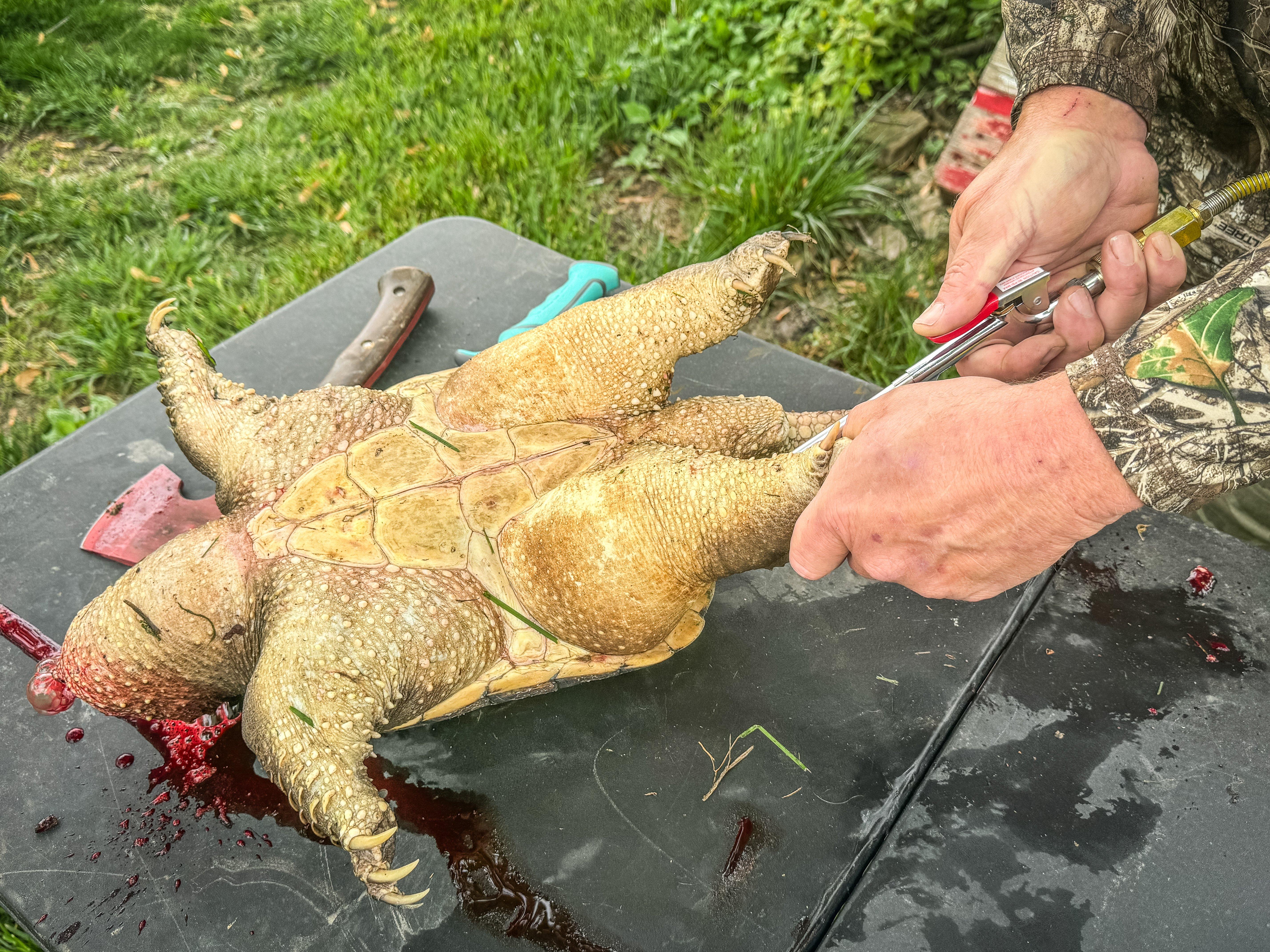 Image: turtle_skinning_air_5