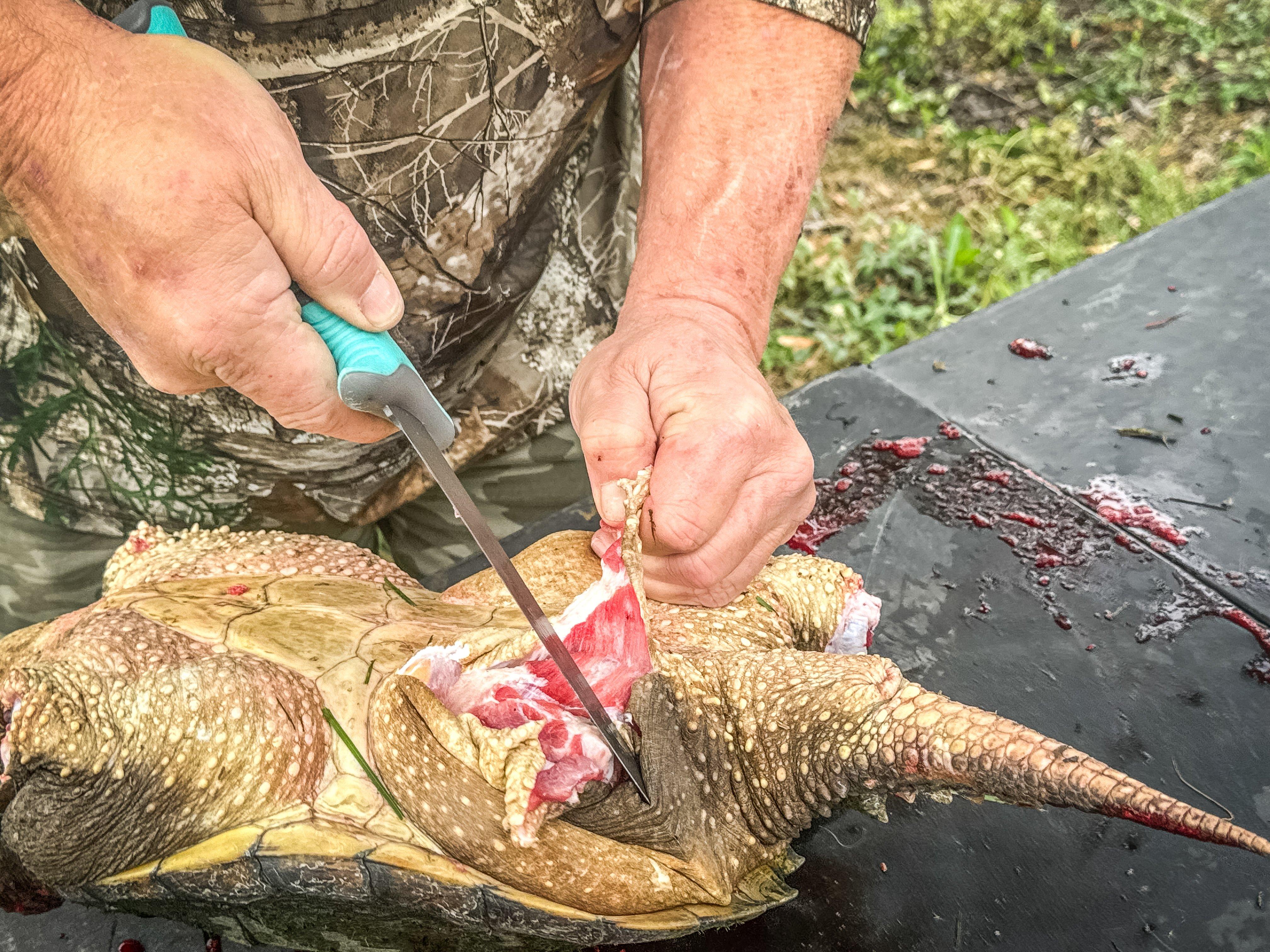 Image: turtle_skinning_air_7