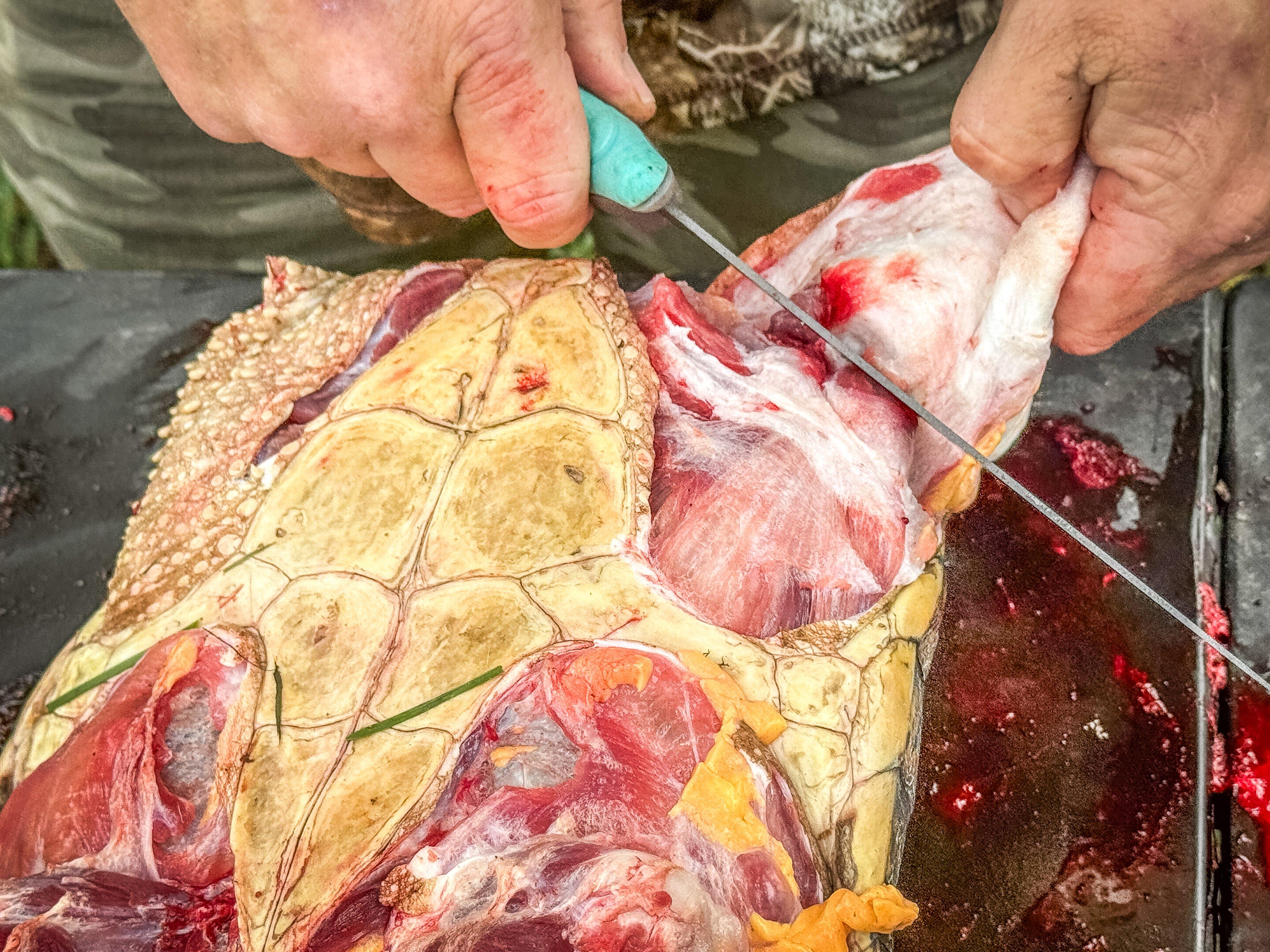 Image: turtle_skinning_air_9
