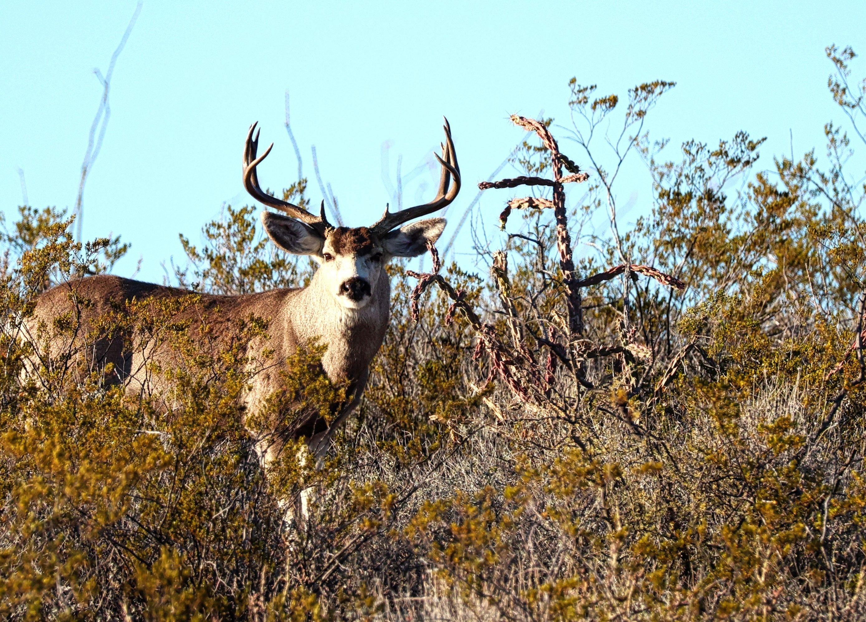 Image: tx_mule_deer