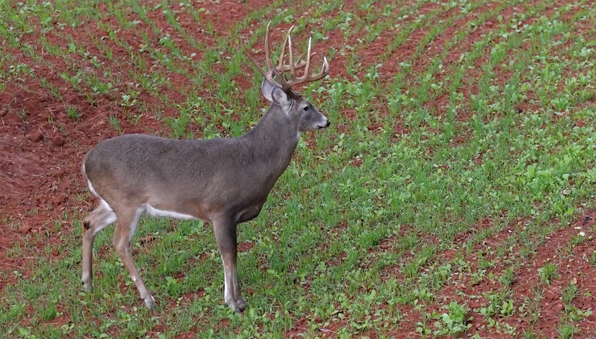 This image was taken seconds before Jordan loosed the arrow on this monster Southern buck. Image by Realtree Media