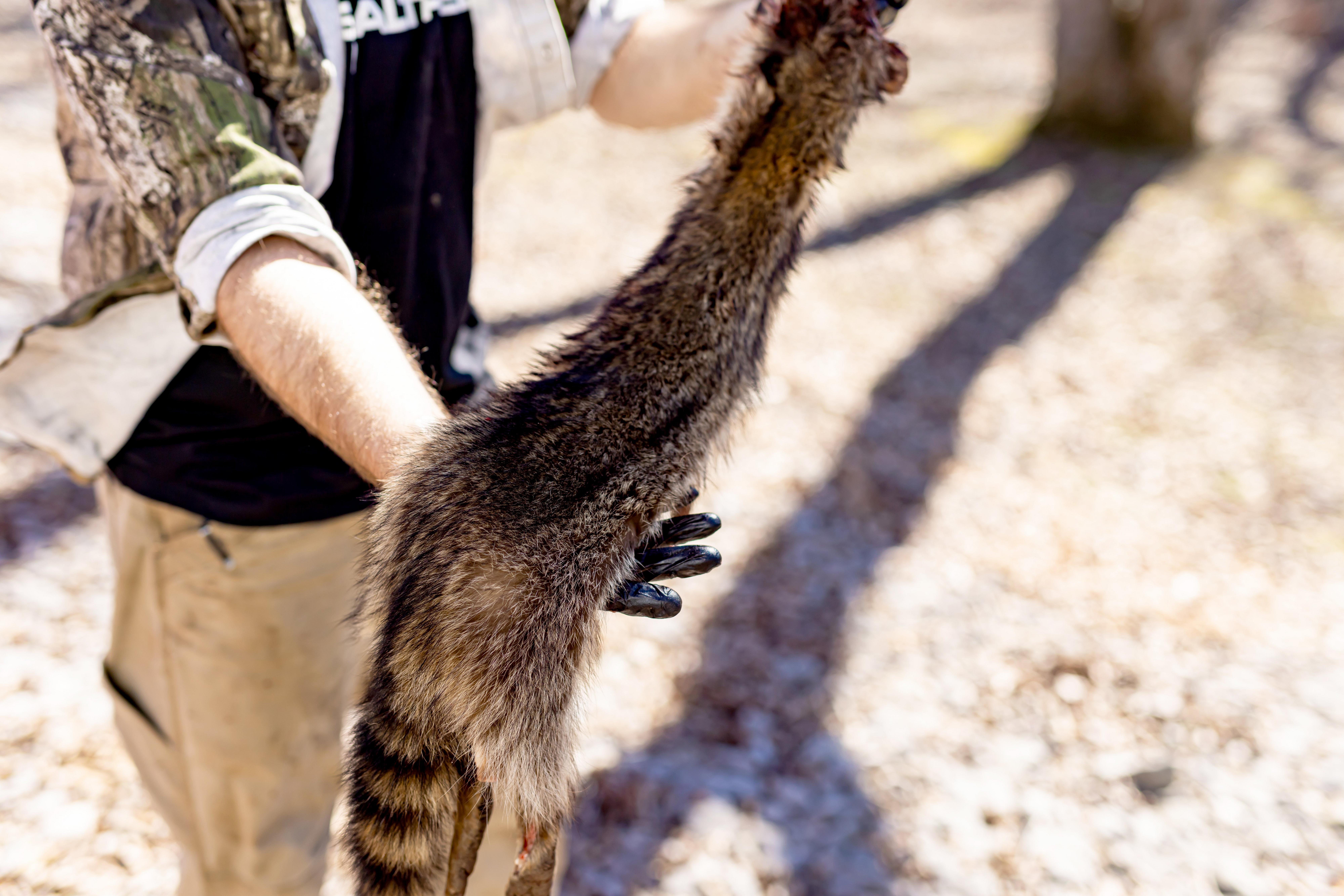 Image: ultimate_predator_trapping_3