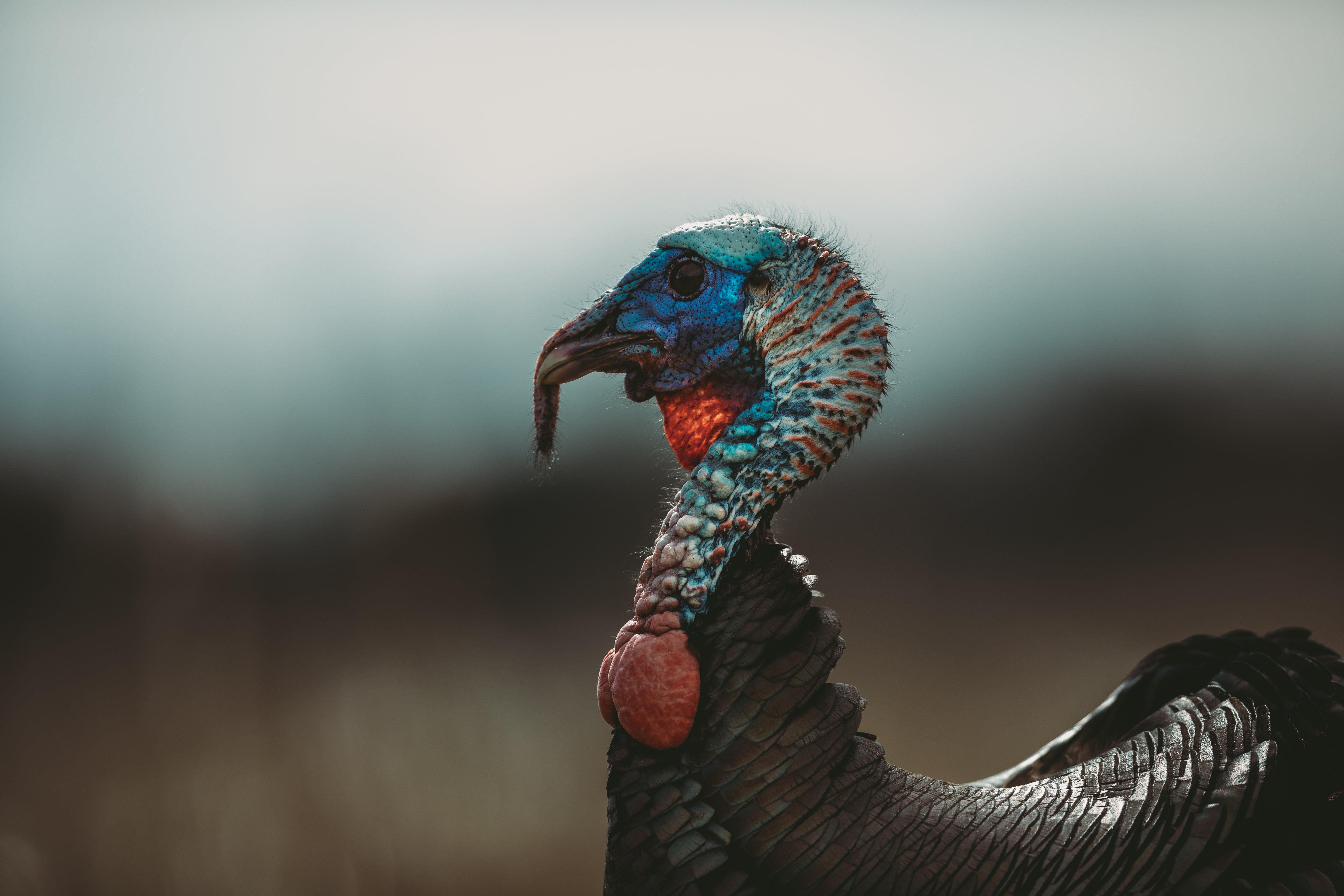 Need help with that bird? Nebraska Extension offers turkey tips