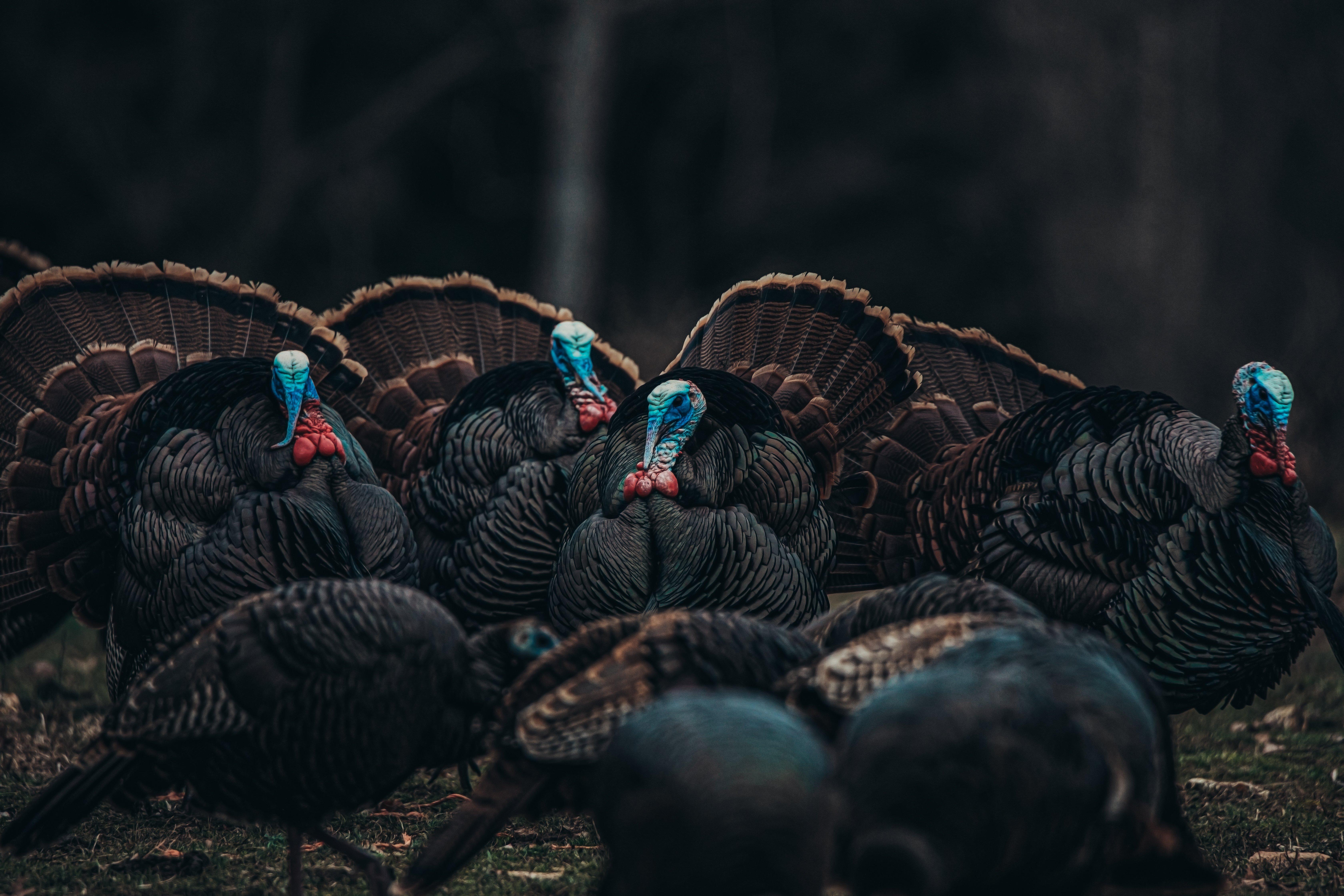 Among the big changes to next year's turkey season in Tennessee is a later opener that will hopefully disrupt less of the breeding cycle. Image by Kerry B Wix