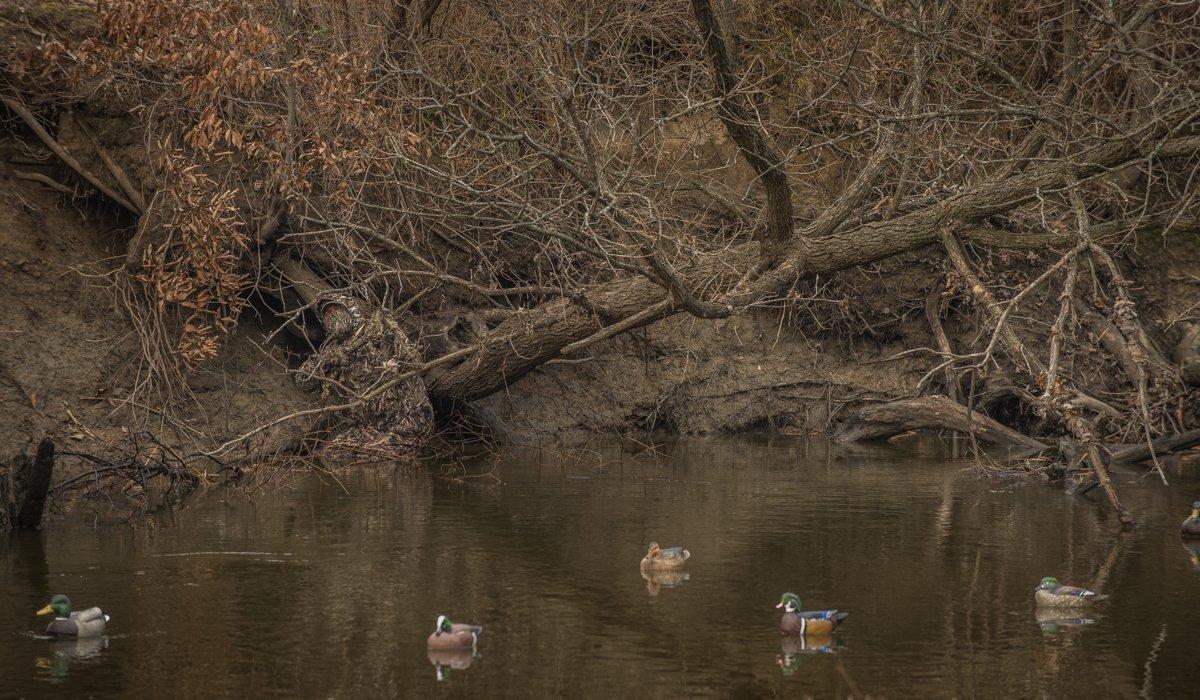 Adding motion to your spread and setting your blocks farther from shore are good ways to ensure that approaching birds can see your fakes. Photo © Bill Konway