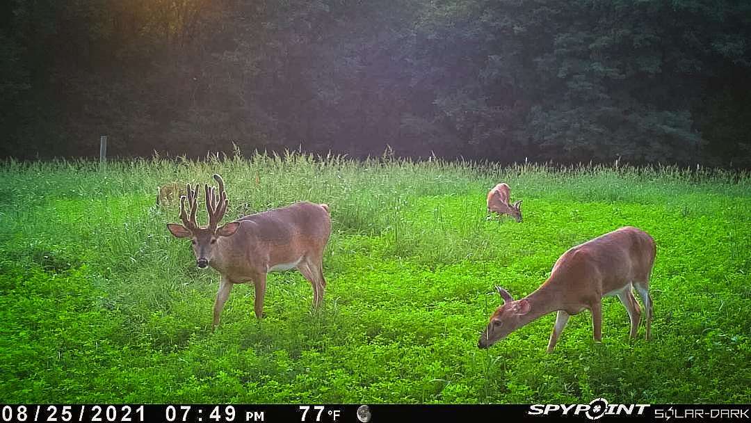 After patterning this buck, Van Slyke finally caught up to him during the early velvet season. Image courtesy of Katie Van Slyke