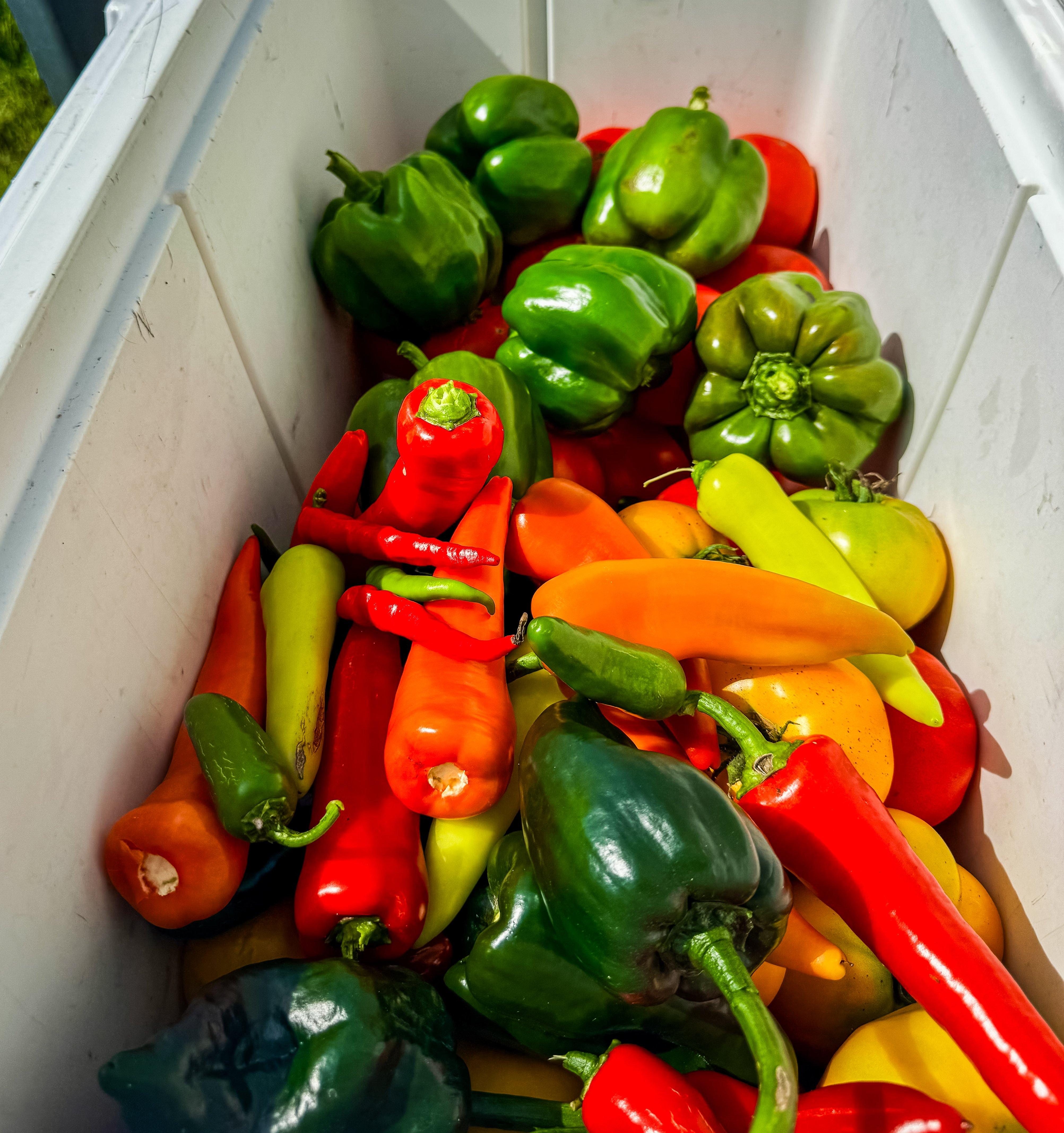 Image: veg_storage_1