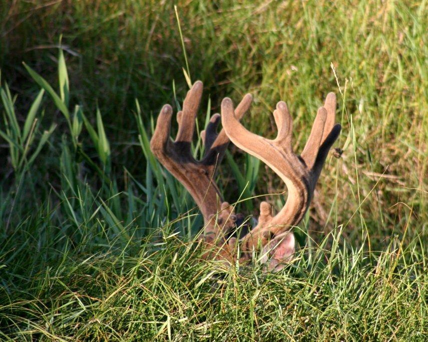 Image: velvet_hiding