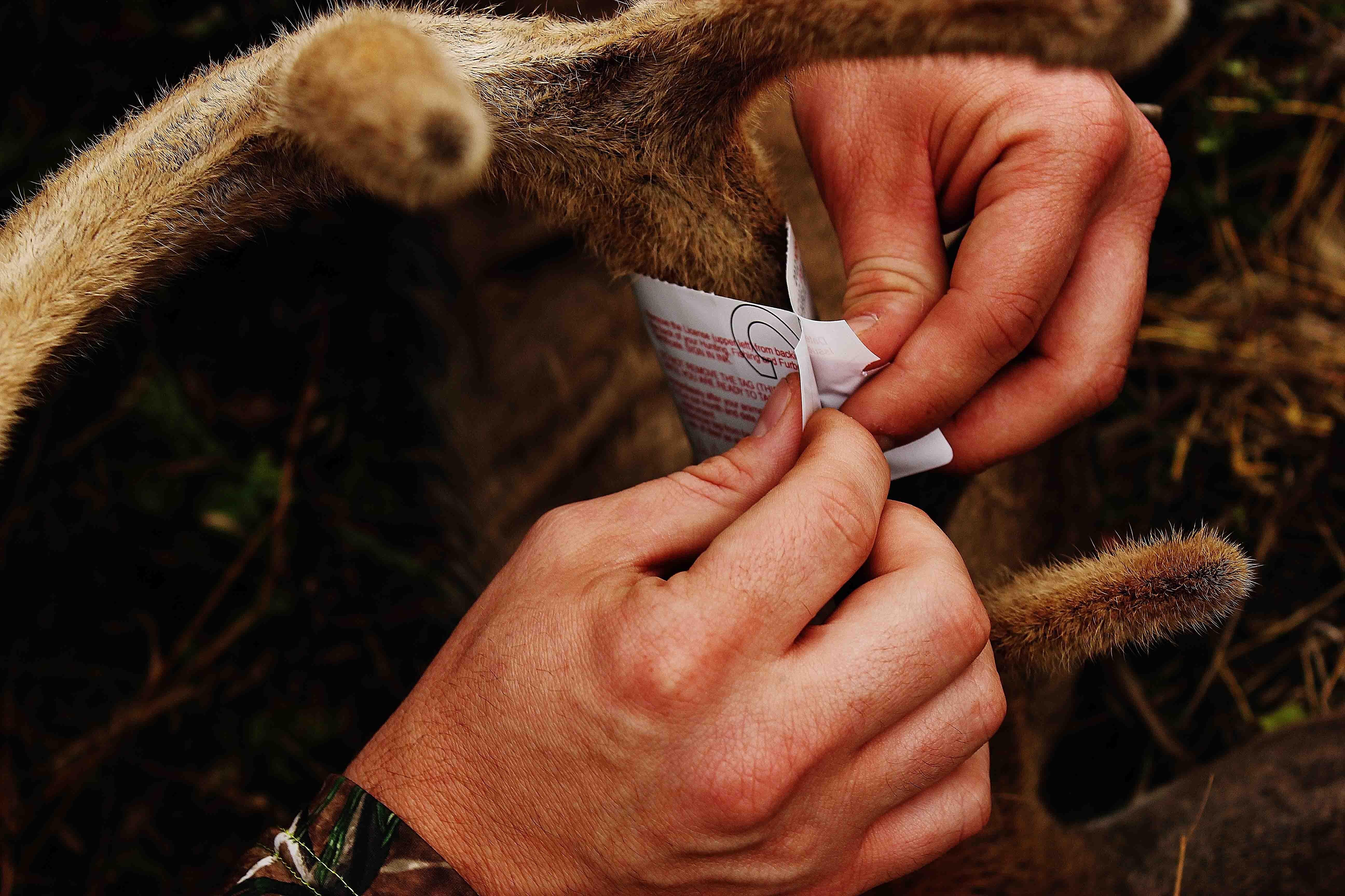 Tagging Velvet Antler Buck