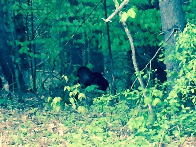 This Vermont strutter is still out there. (Steve Hickoff photo)