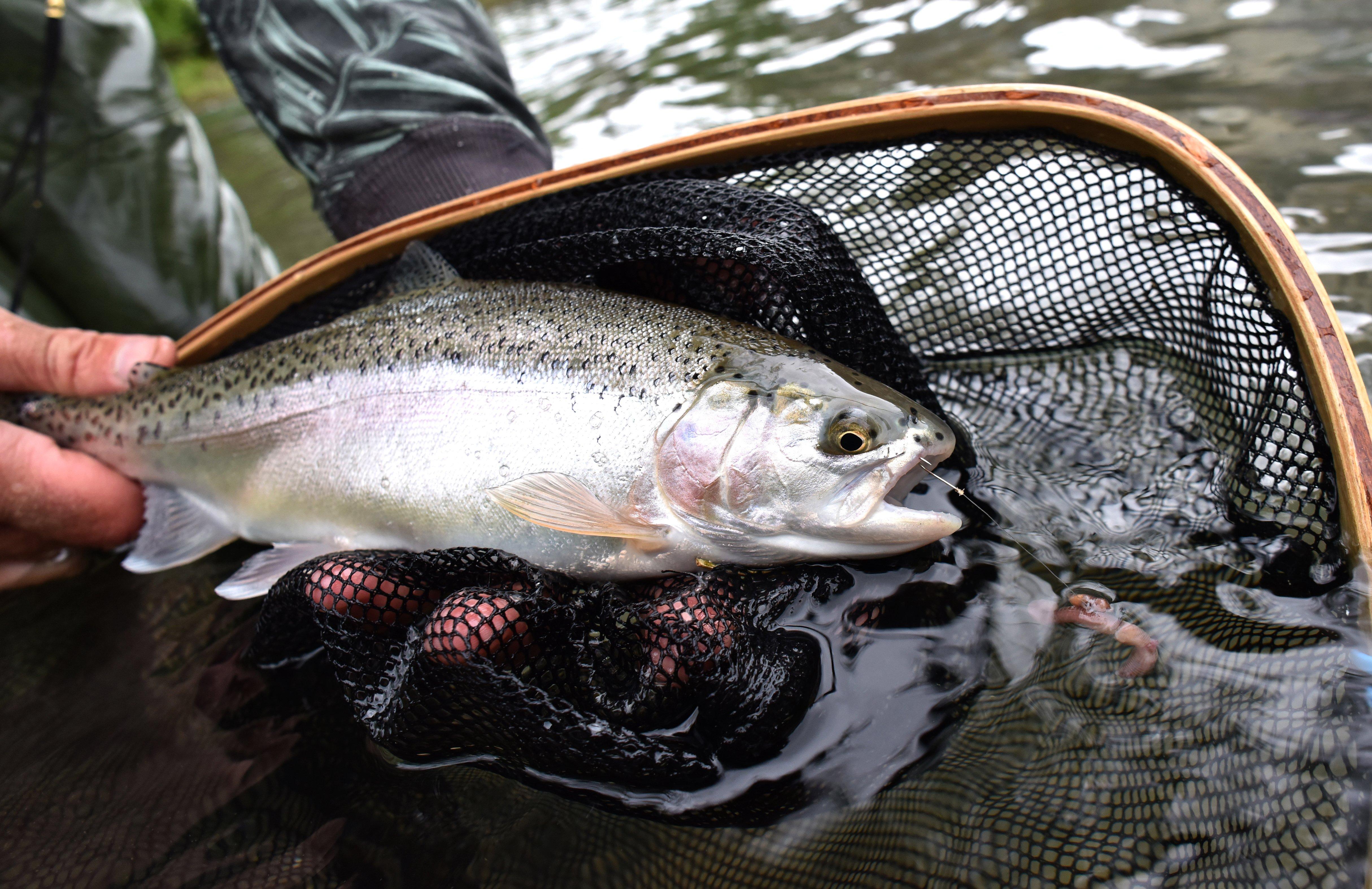 Image: virginia_trout