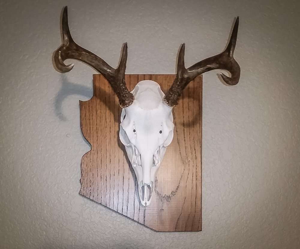 Now, that's a good-looking skull mount. (Nathan Brown photo) Now, that's a good-looking skull mount. (Nathan Brown photo)