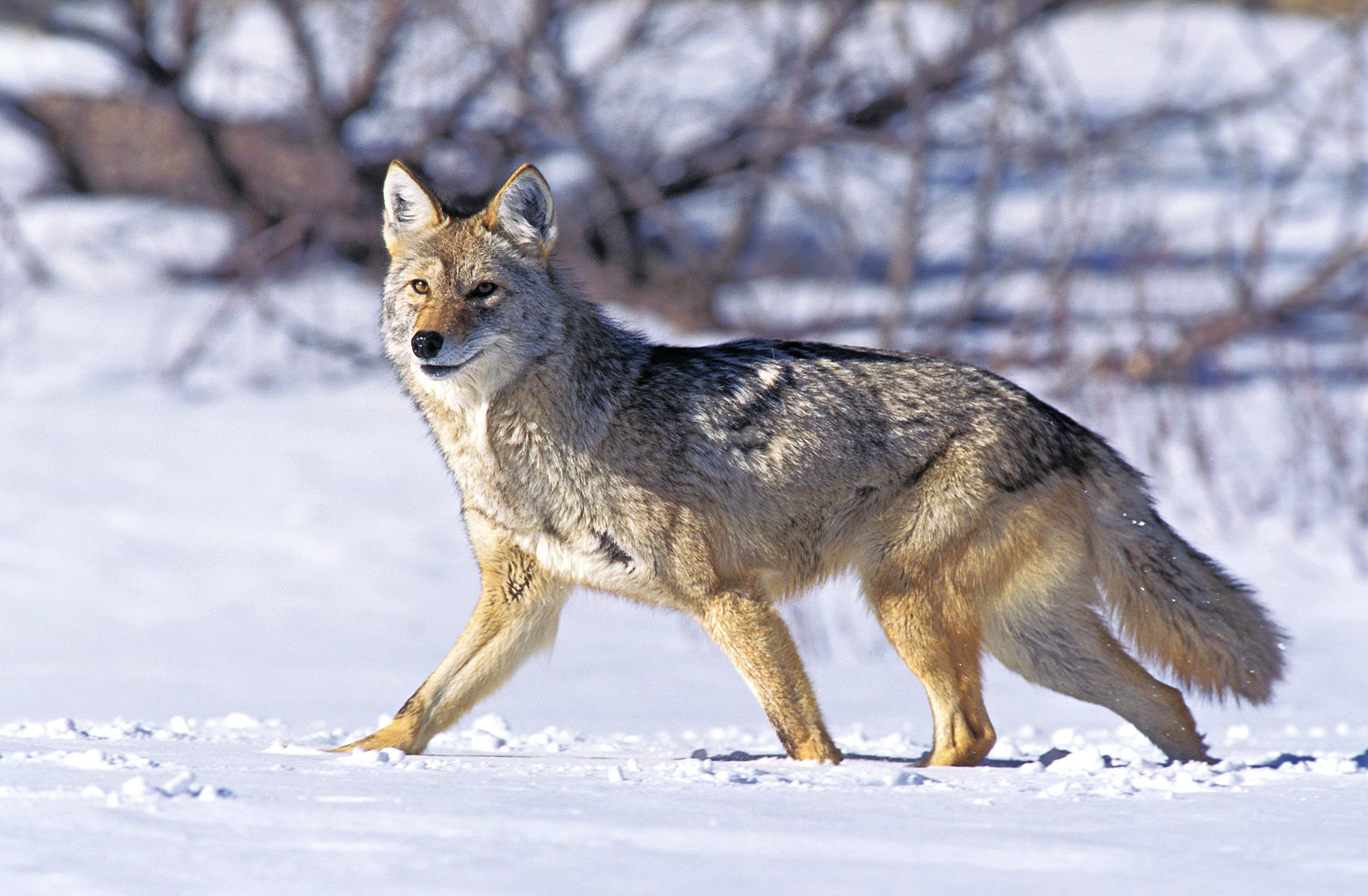 Image: wary_coyote_3