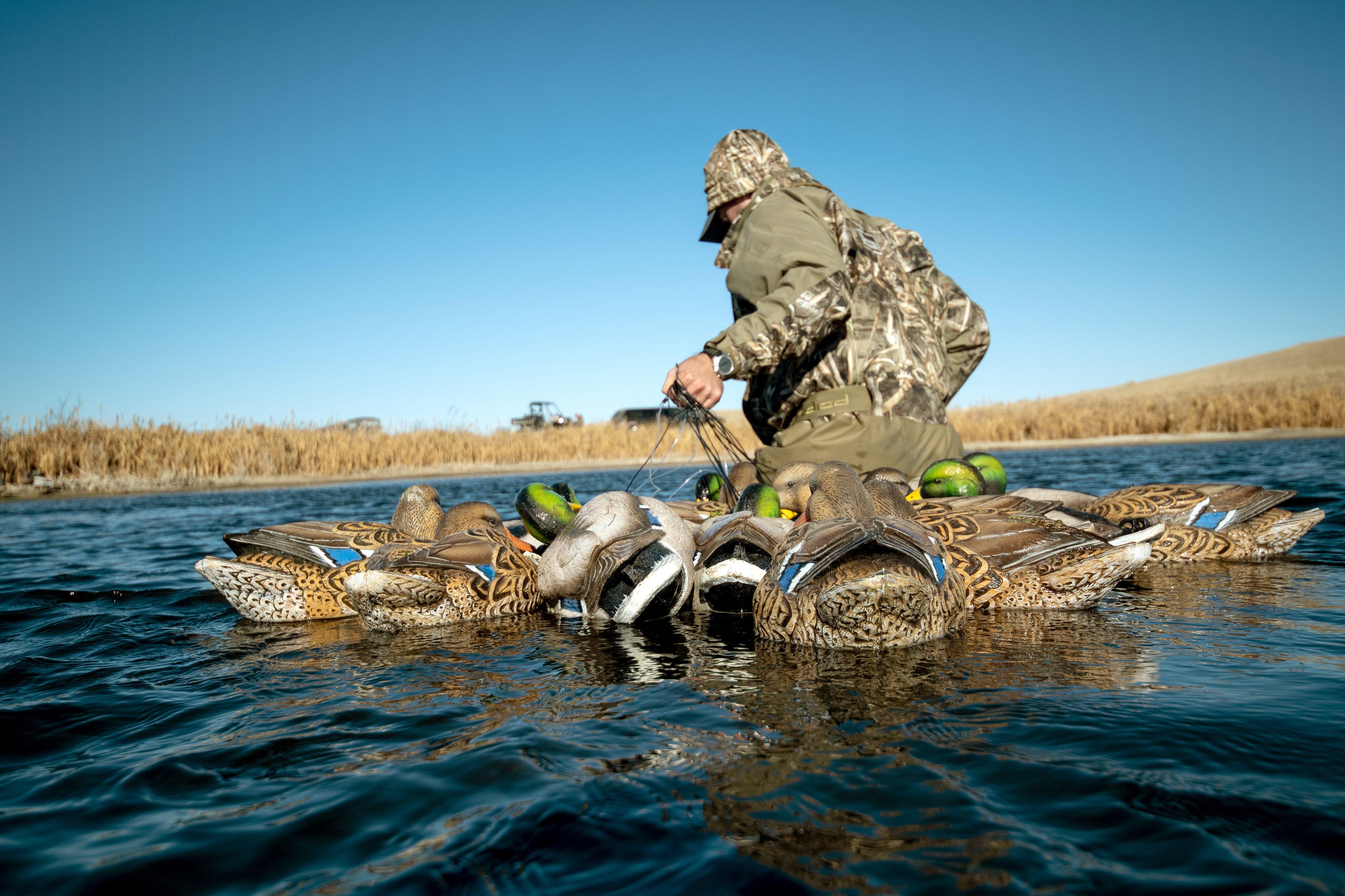 Image: waterfowl_move