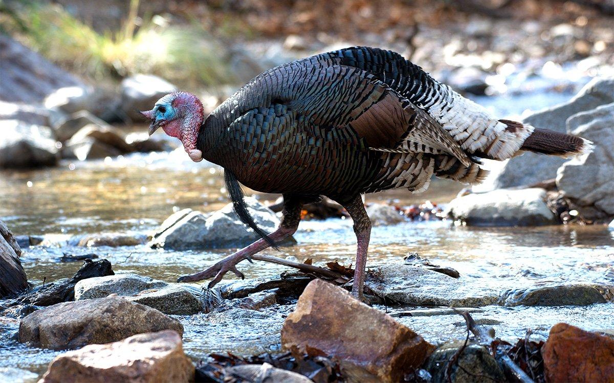 Some say turkeys won't cross creeks. Yeah, right. Image by Sean R. Stubben/Shutterstock