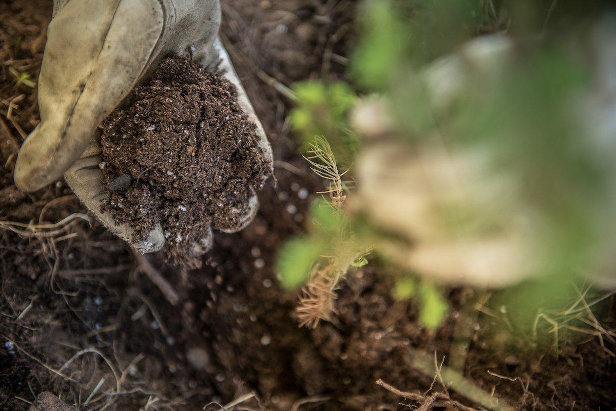 Do you take care of the soil that grows your food plots? (Craig Watson photo)