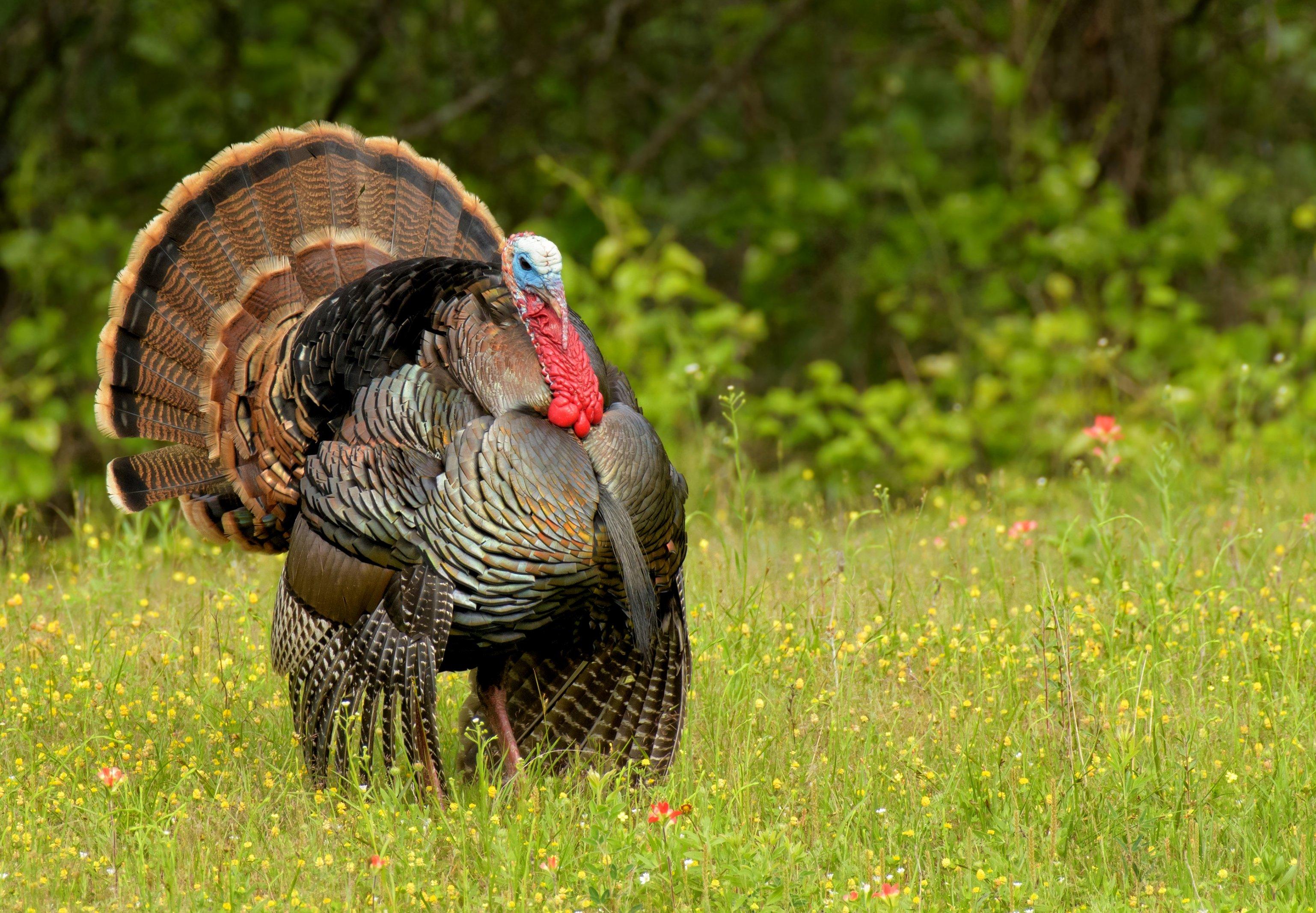 Image: weird_turkey_6