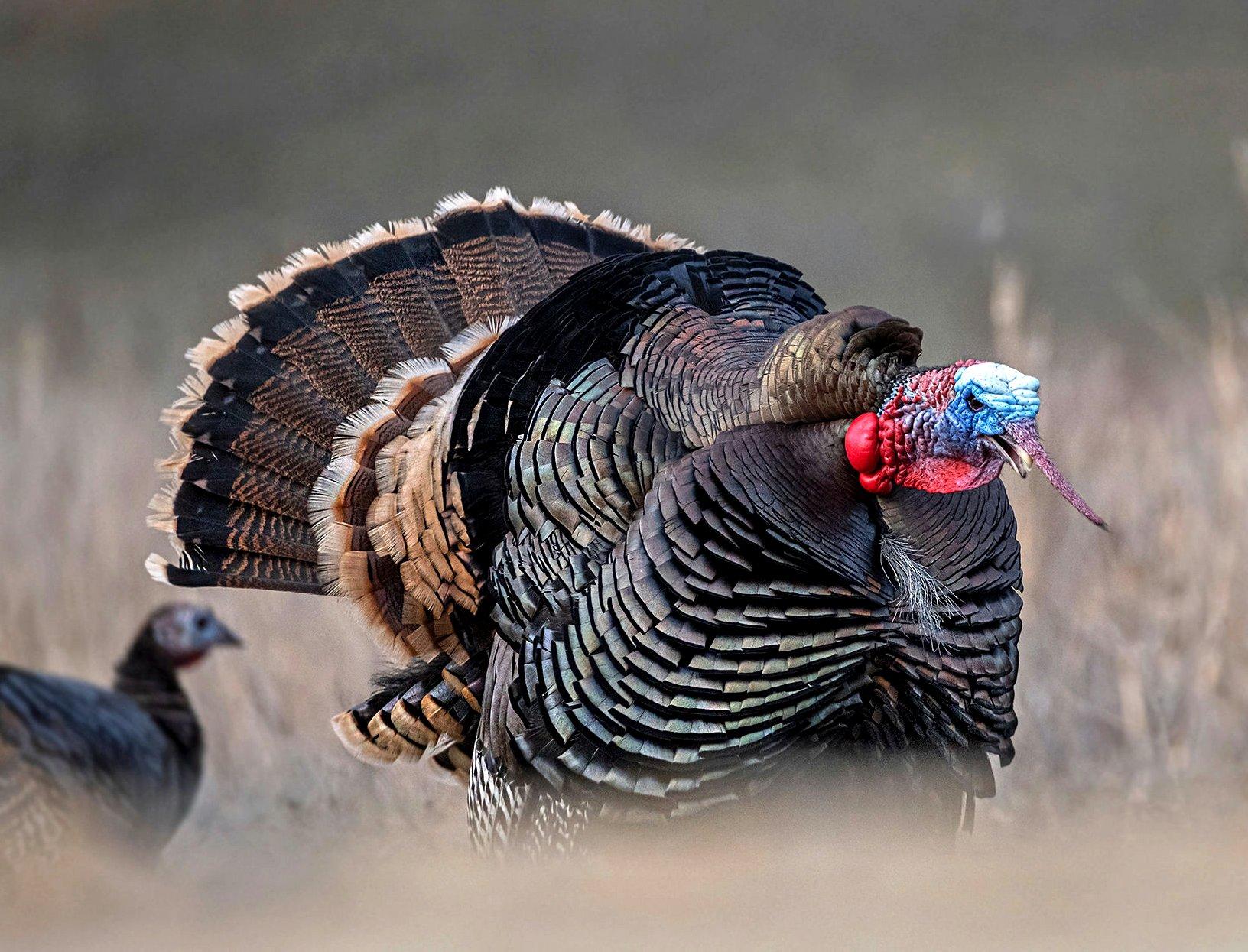 Image: western_turkey_10
