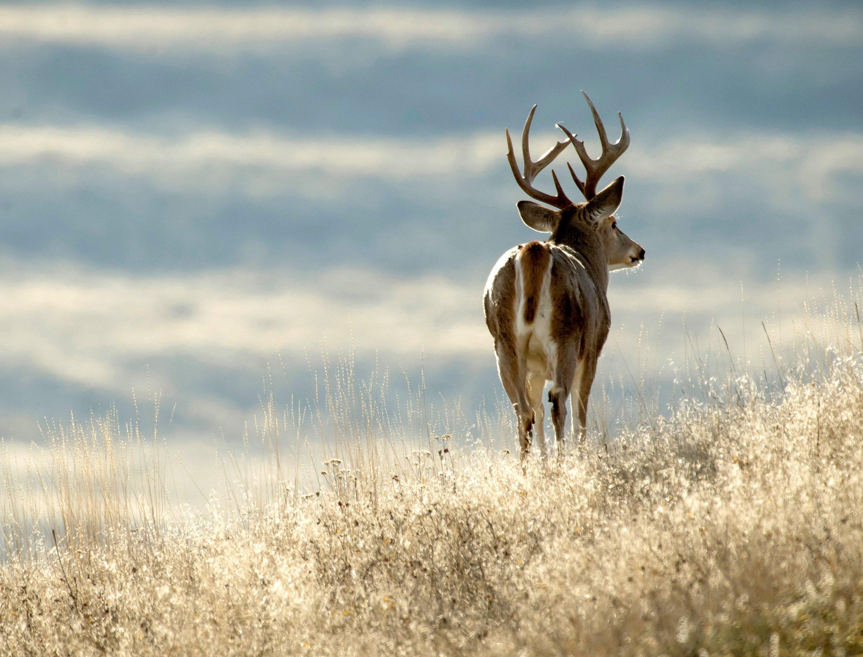 Image: western_whitetail_buck