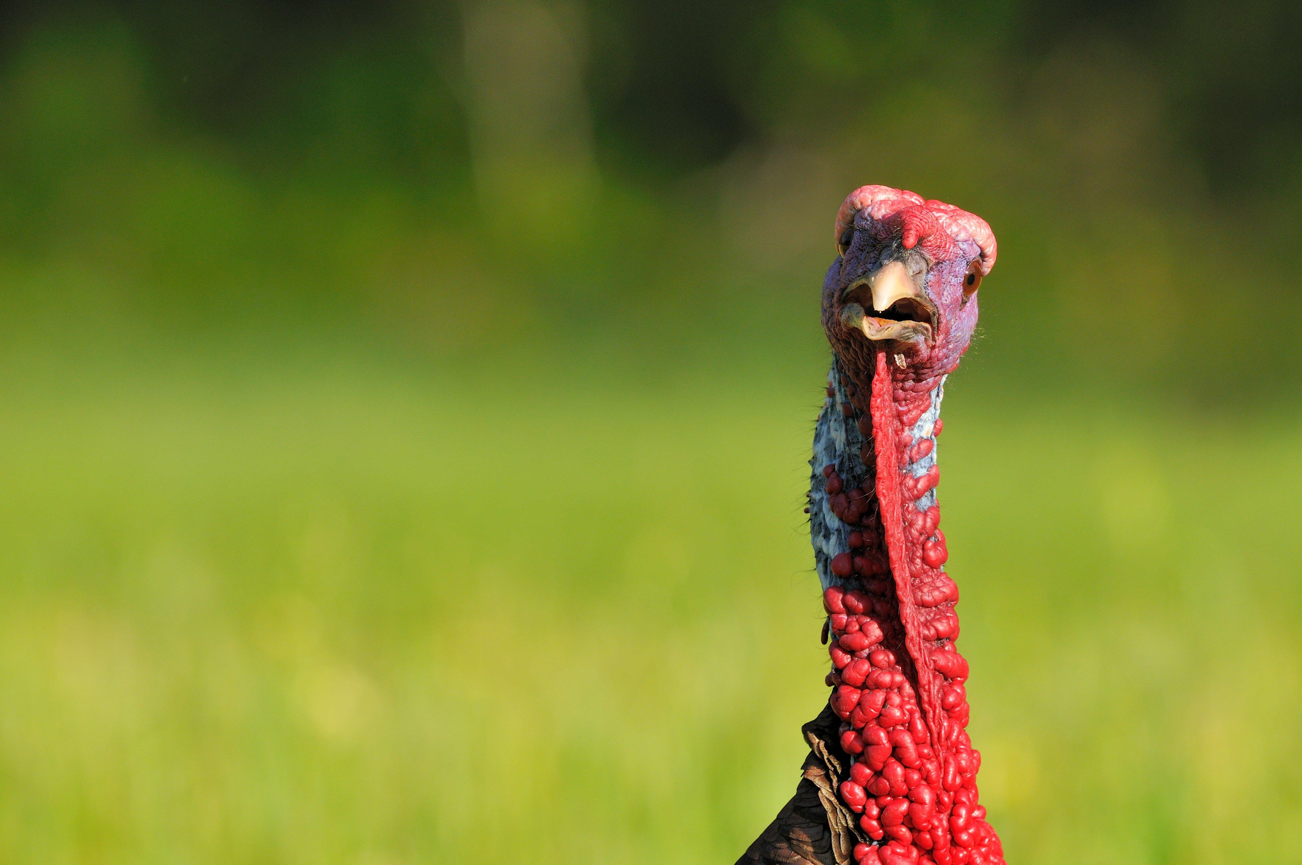 Turkey Hunting in West Virginia (c) Tes Randle Jolly photo