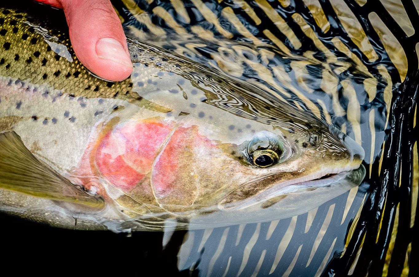 Image: whiskey_steelhead_6
