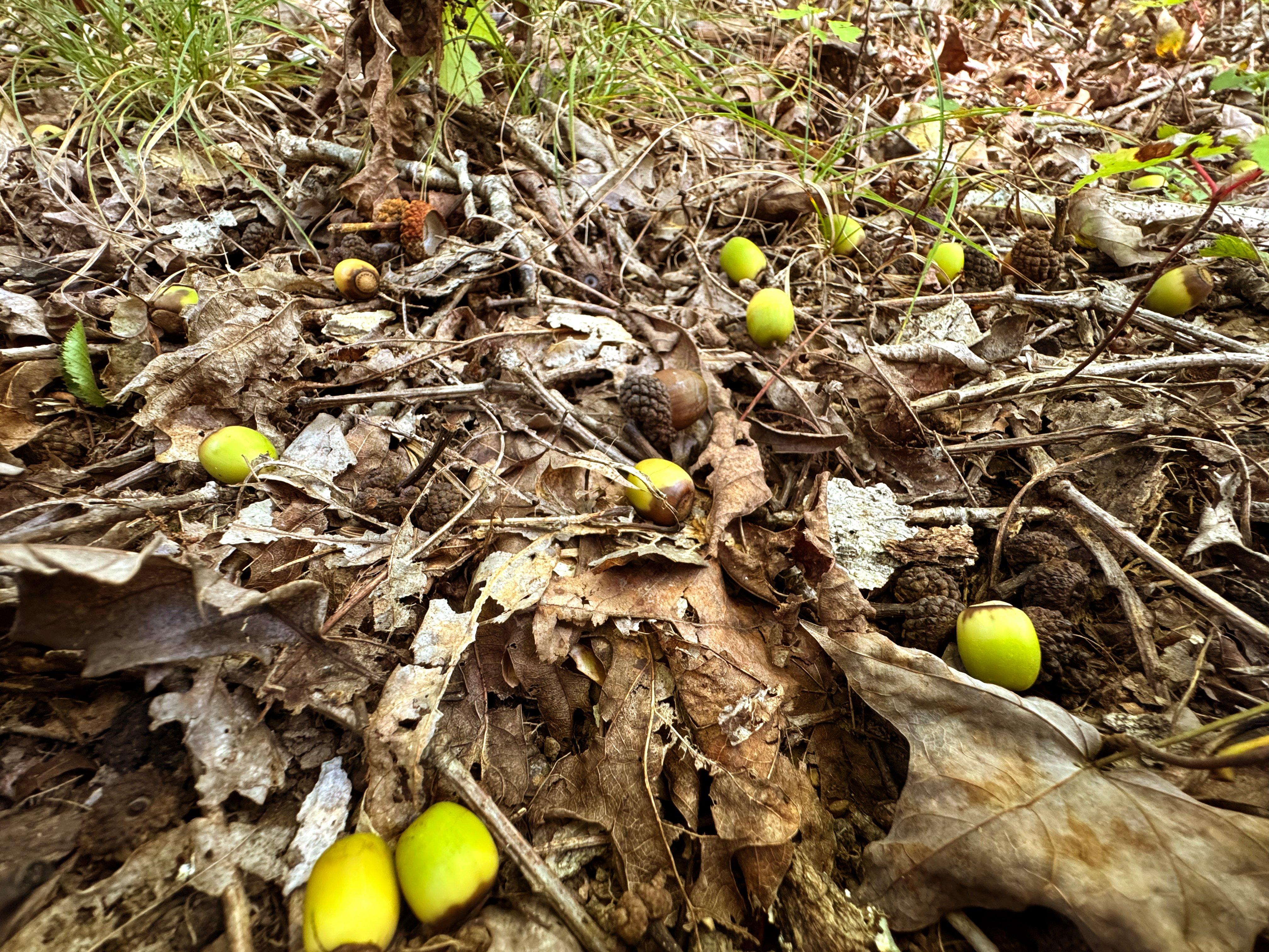 Image: white_oak_acorn_3