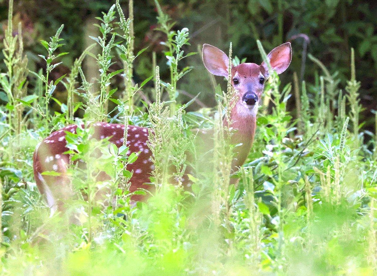 While the restoration was a success, we're seeing quickly declining fawn recruitment rates throughout the eastern states. Kentucky is the last remaining state with a rate above 1.0 (one fawn per doe) in the region. Image by Honeycutt Creative