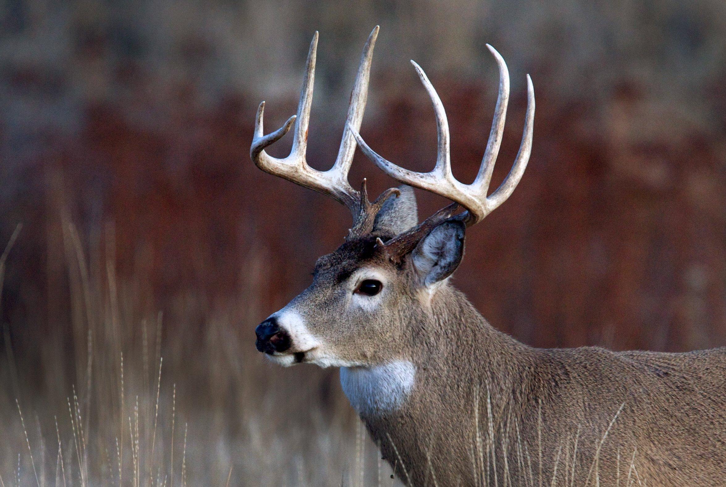 Image: whitetail_antlers_1