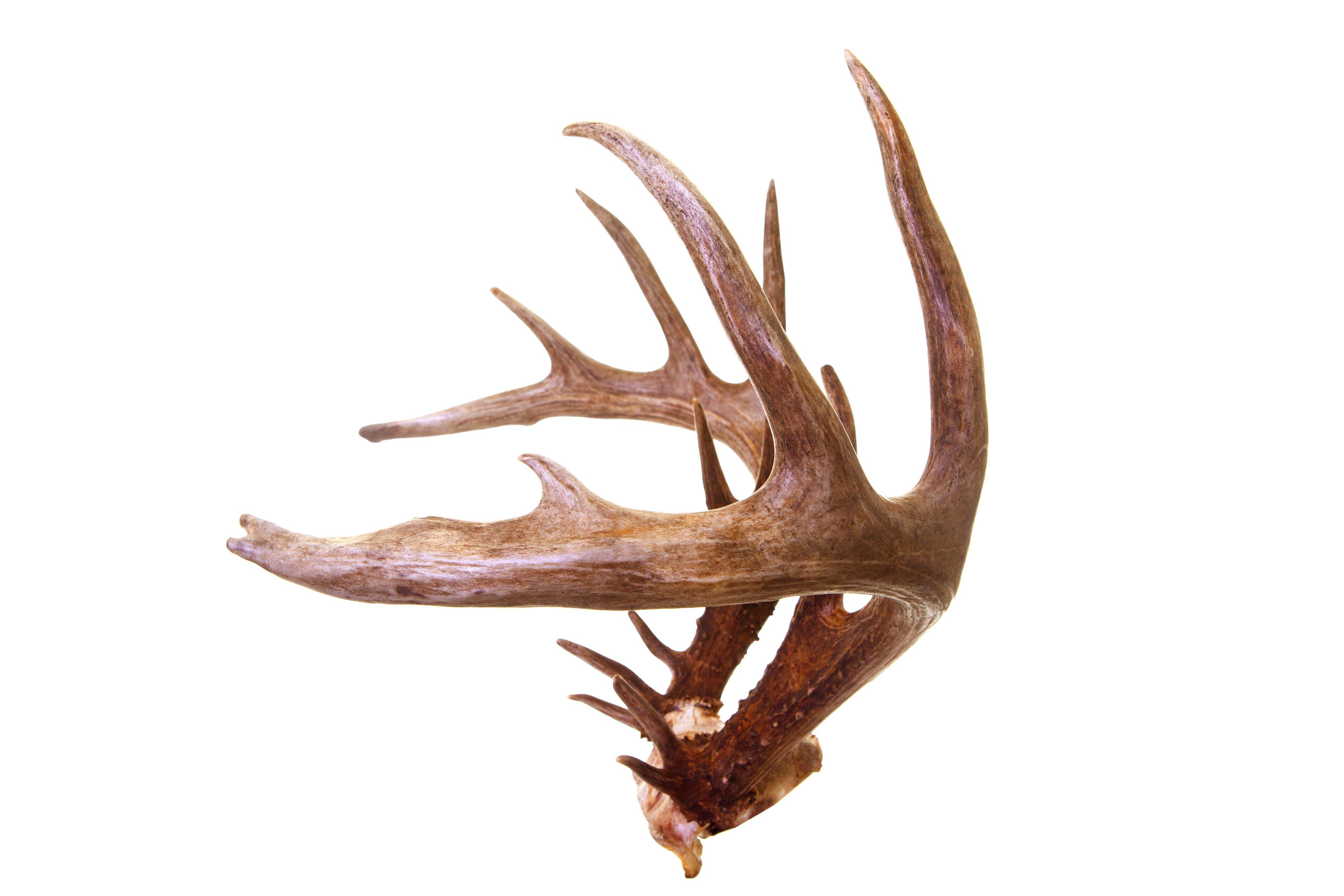 Image: whitetail_antlers_2