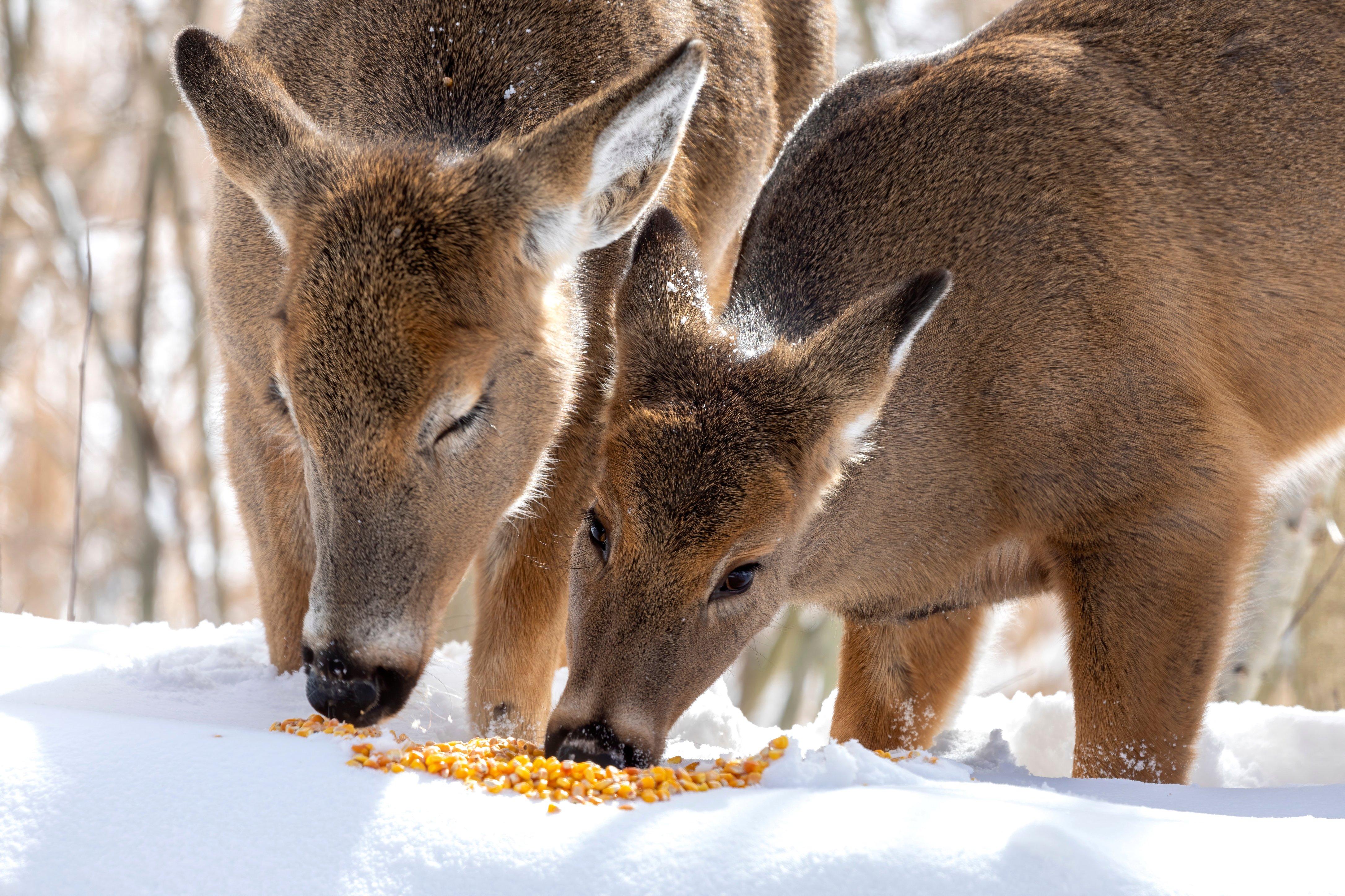 Image: whitetail_bait_pa