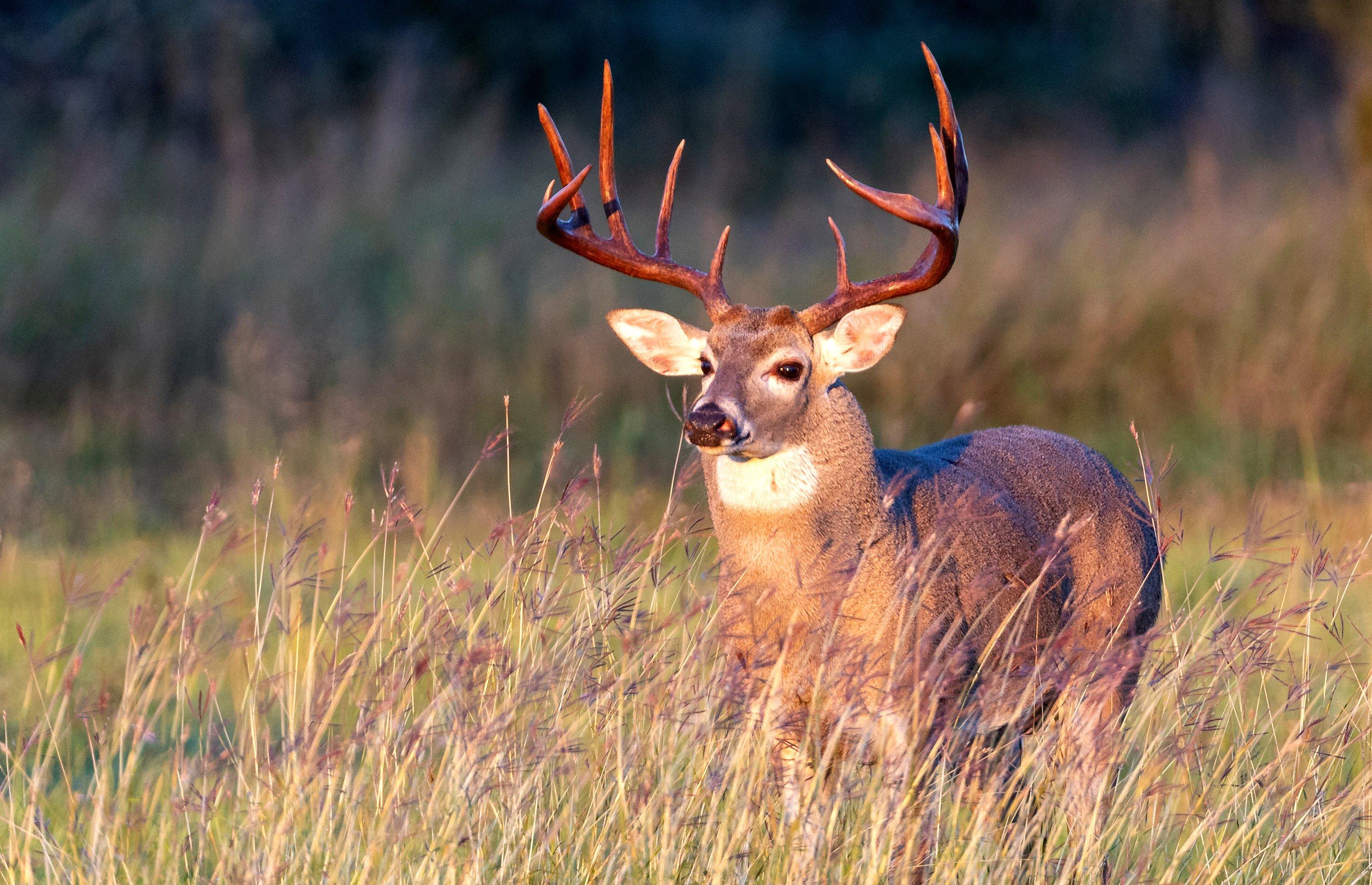 Image: whitetail_buck