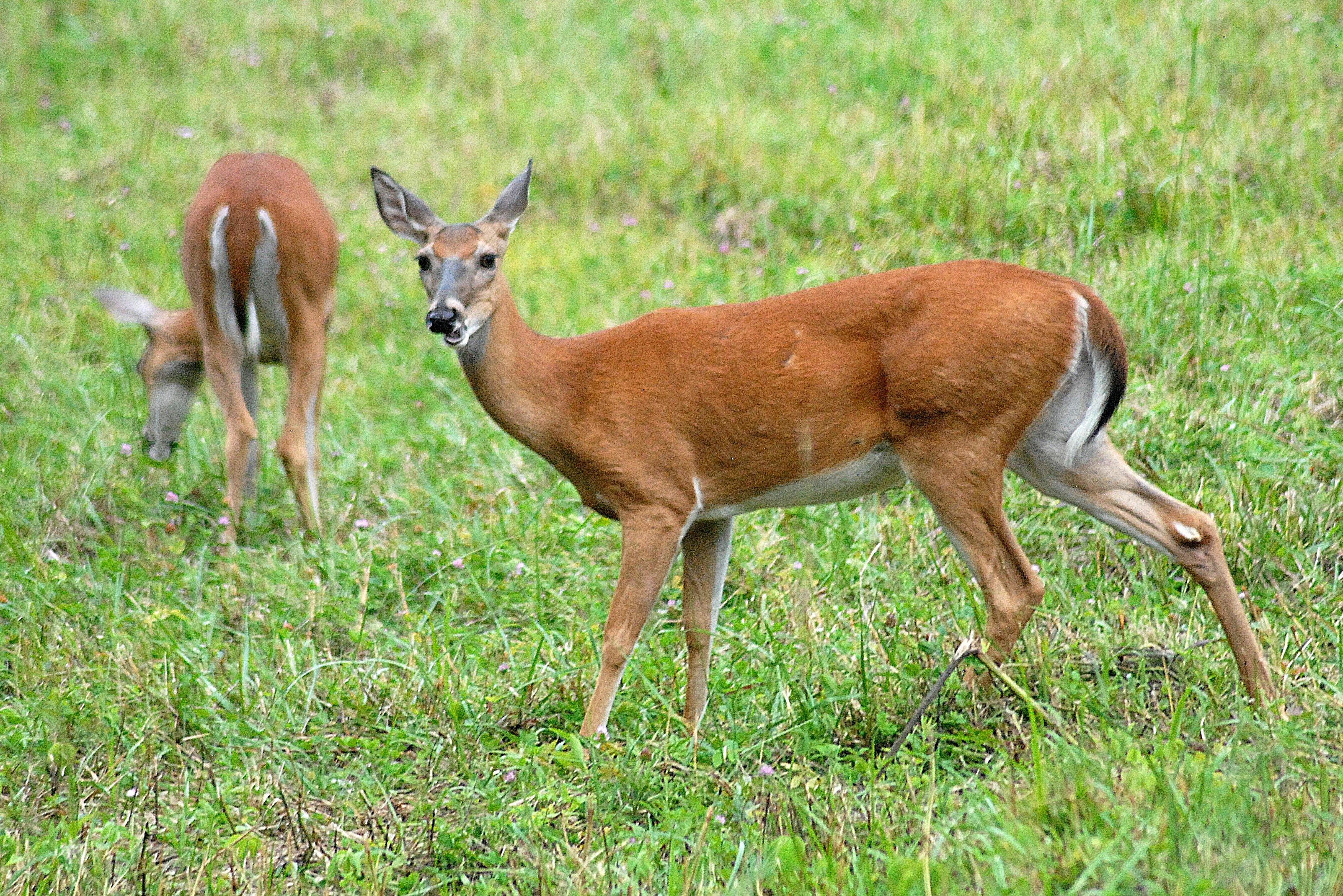 Image: whitetail_doe_early_season