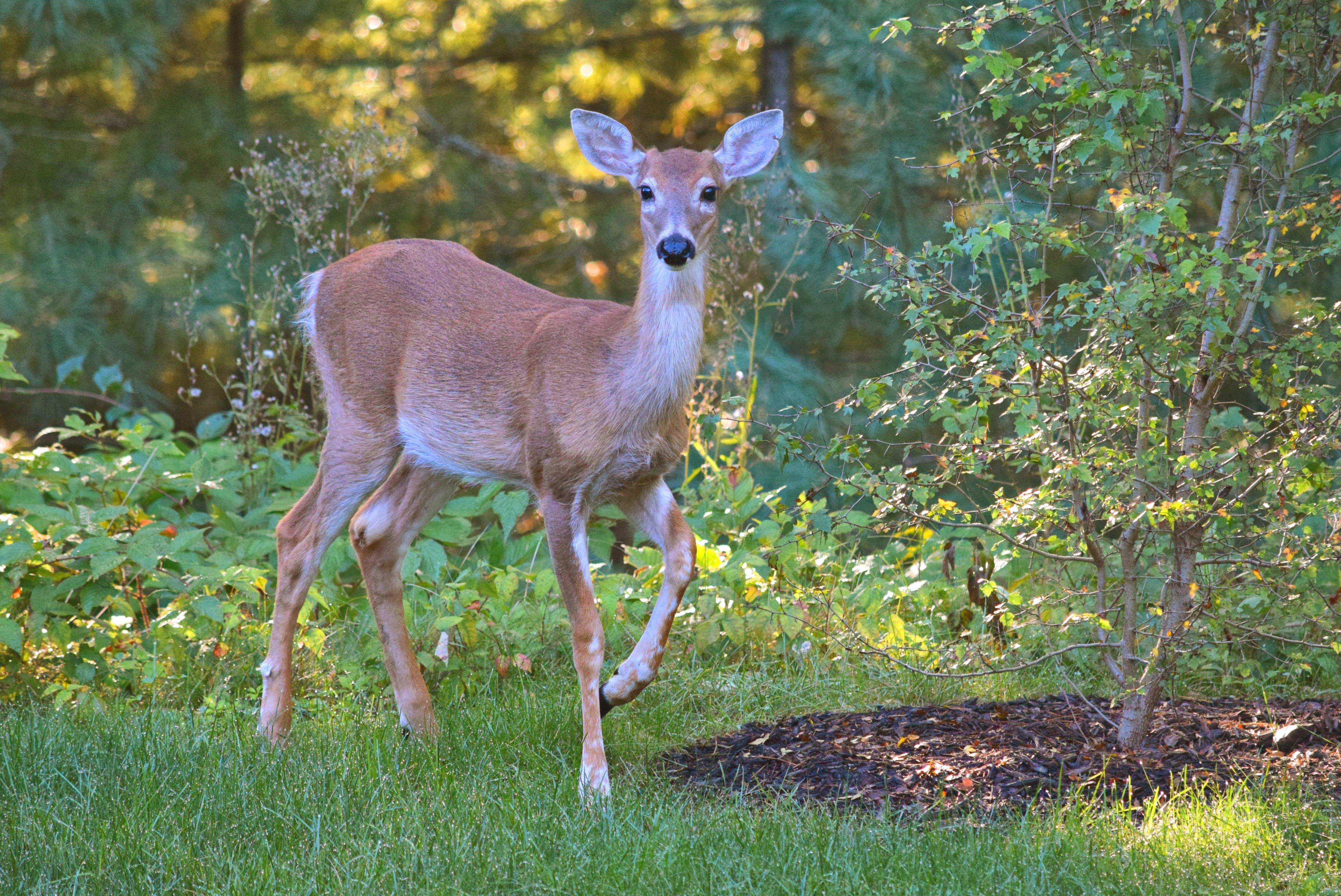 Image: whitetail_foods_1