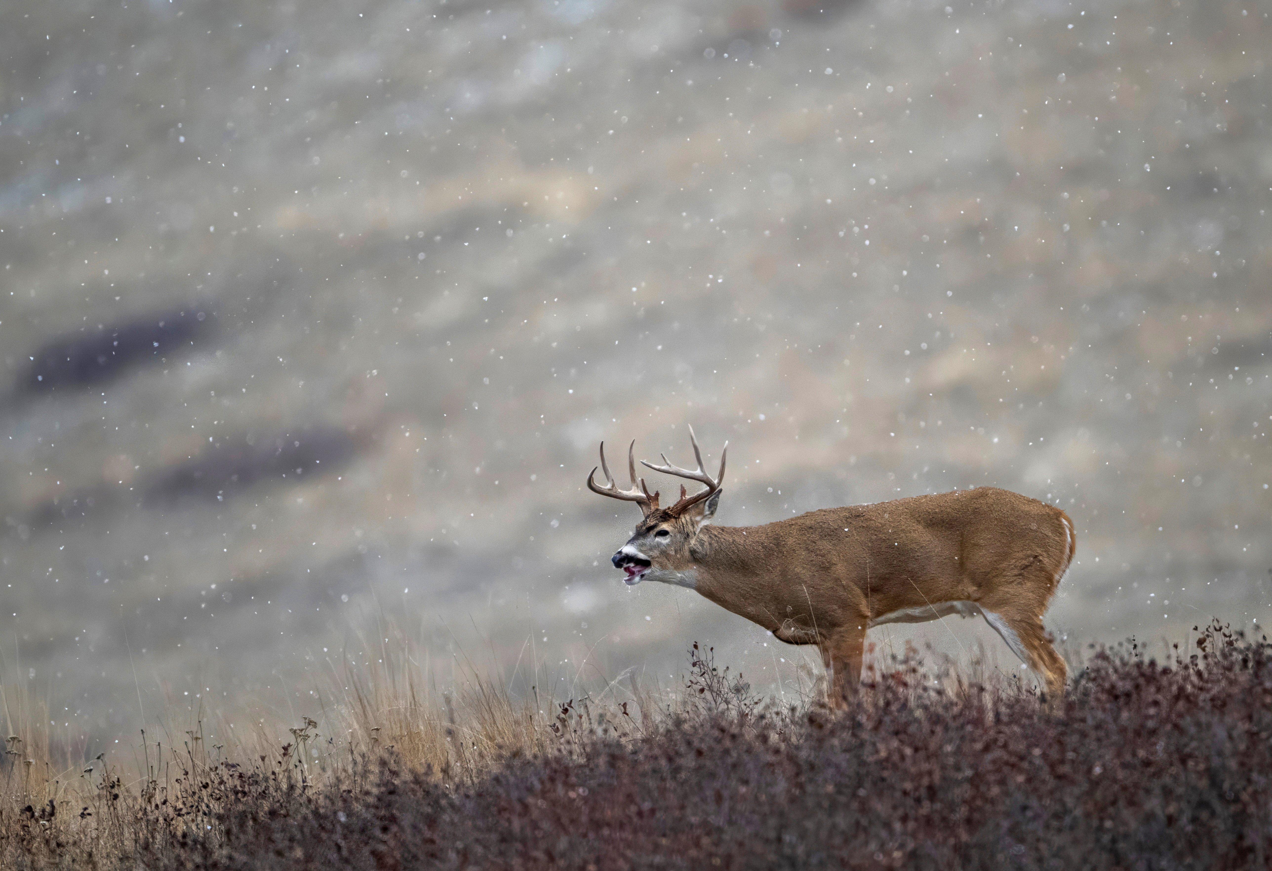 Image: whitetail_idaho
